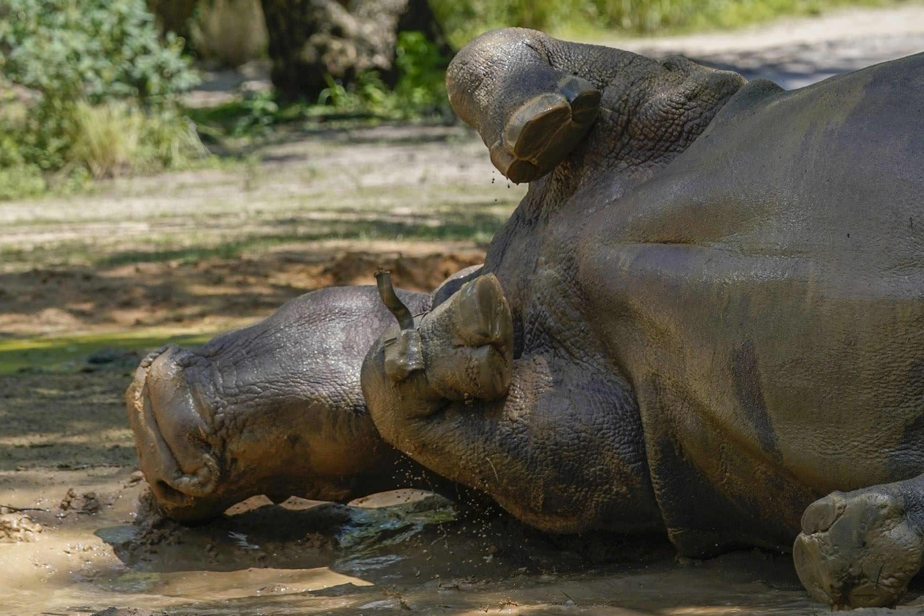 Helen, a rhino at Walt Disney World's Animal Kingdom, rolls around in a mud puddle wearing a fitness device on her right front leg, Monday, May 16, 2022, in Lake Buena Vista, Fla. The purpose of the fitness device is to gather data on the number of steps she takes each day, whether she is walking, running or napping, and which part of the man-made savanna she favors the most. (AP Photo/John Raoux)