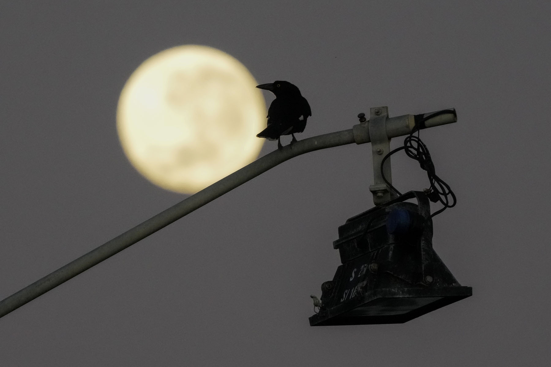 A bird sits on a light stand as the full moon sets across the city skyline in Sydney, Australia, Tuesday, May 17, 2022. (AP Photo/Mark Baker)