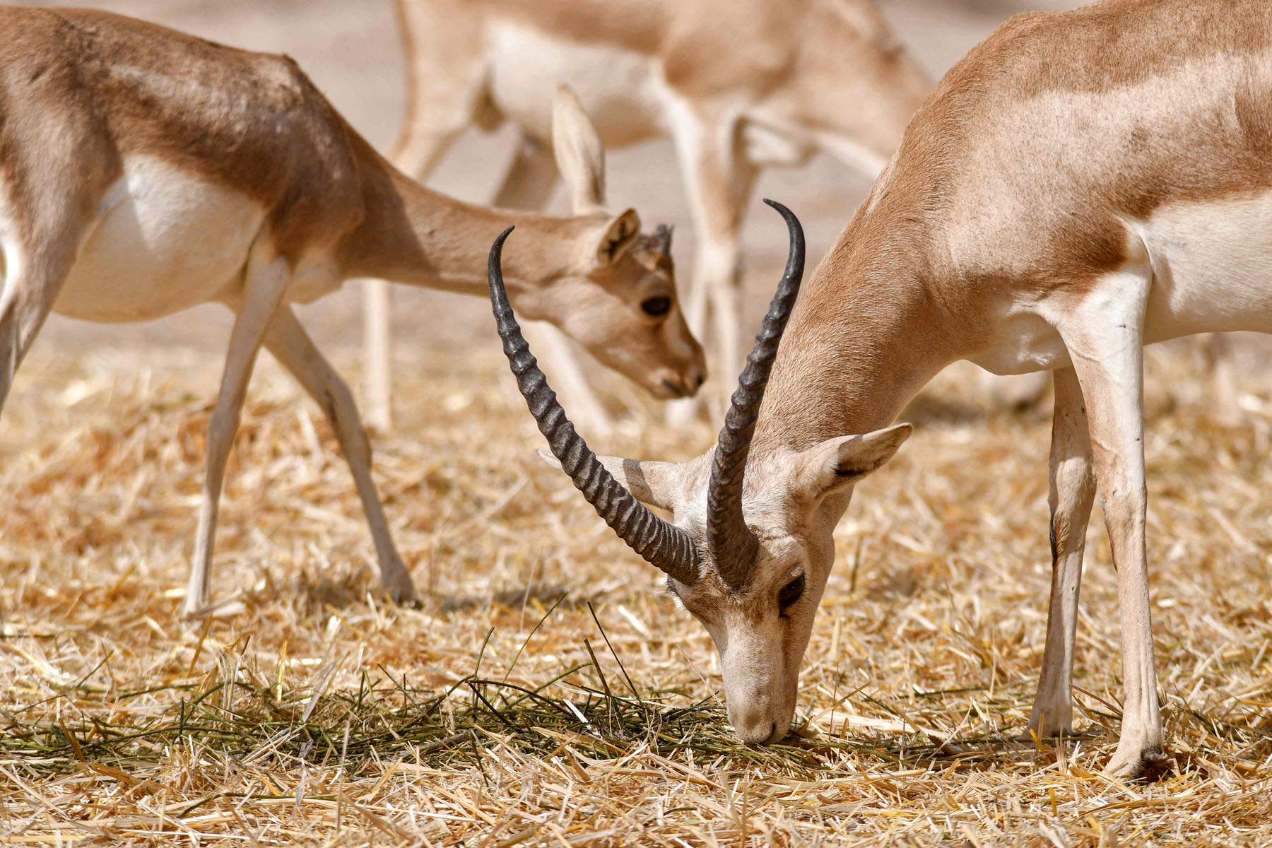 Rhim gazelles graze at the Sawa wildlife reserve in the desert of Samawa in Iraq's southern province of al-Muthanna on June 8, 2022. - Gazelles at the Iraqi wildlife reserve are dropping dead from lack of food, making them the latest victims in a country where climate change adds to the burdens after years of war. In little over one month, the slender-horned gazelle population at the reserve has dropped from 148 to 87. Lack of funding along with a shortage of rain has deprived them of food, another reflection of the country's drought which has dried up lakes and led to declining crop yields. The International Union for Conservation of Nature classes the animals as endangered on its Red List. (Photo by Asaad NIAZI / AFP)