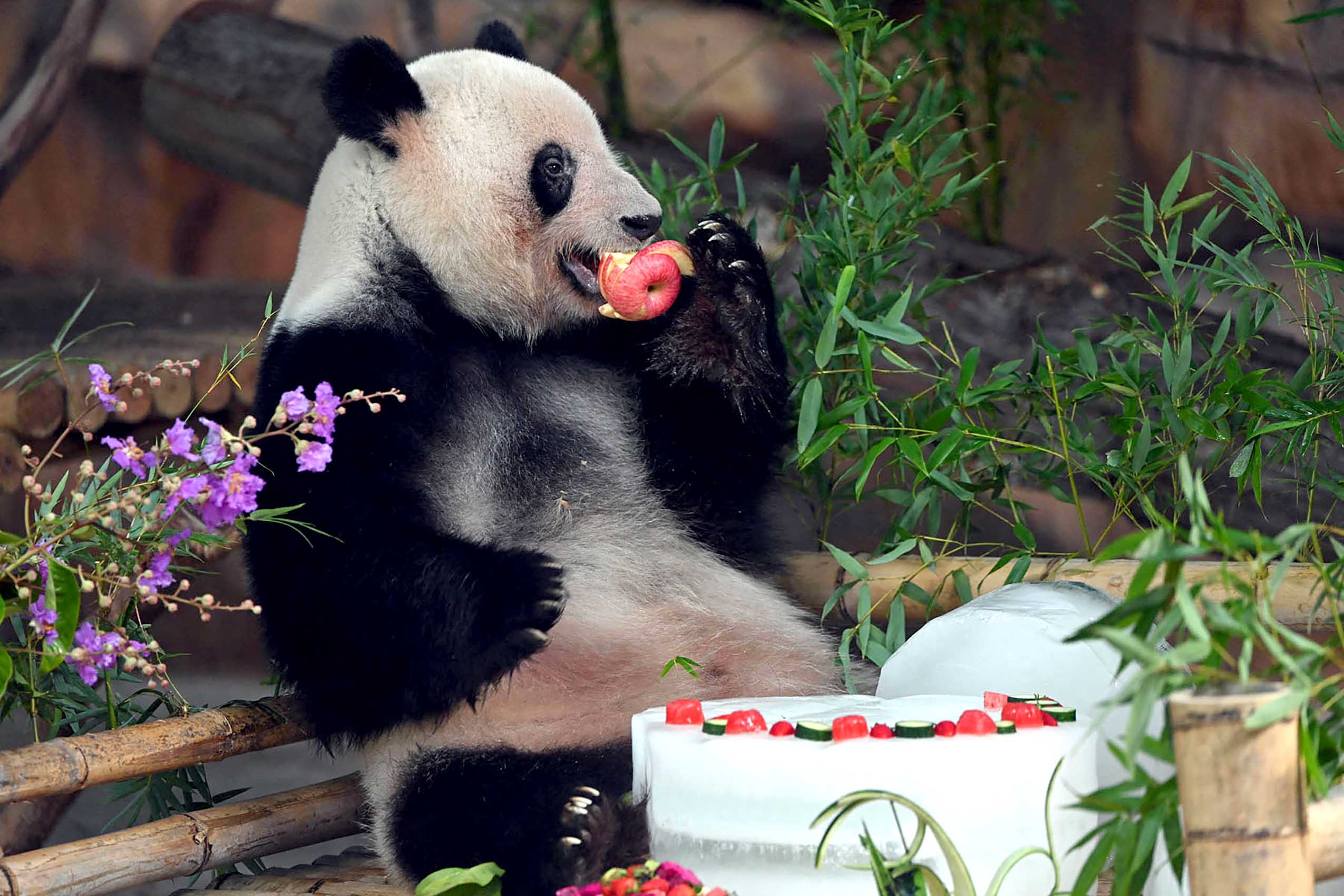 This photo taken on June 27, 2022 shows a panda enjoying a cake made with ice during its birthday at a zoo in Nanning, in China's southern Guangxi region. (Photo by AFP) / China OUT