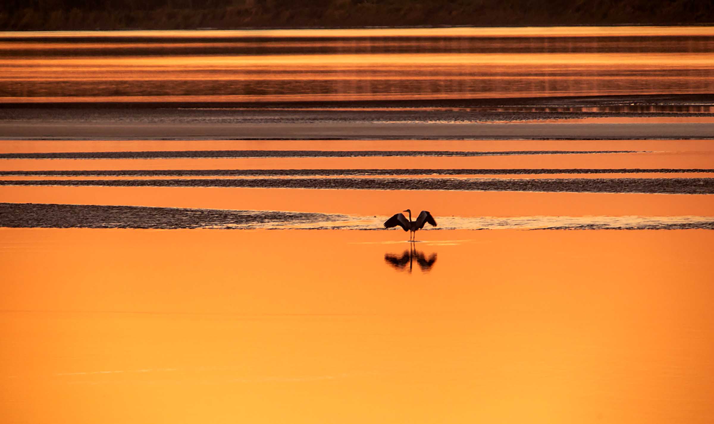 A waterfowl is seen in the lower reach of the Yellow River in Gaoqing County, east China's Shandong Province, Oct. 10, 2022. (Photo by Zhang Weitang/Xinhua)