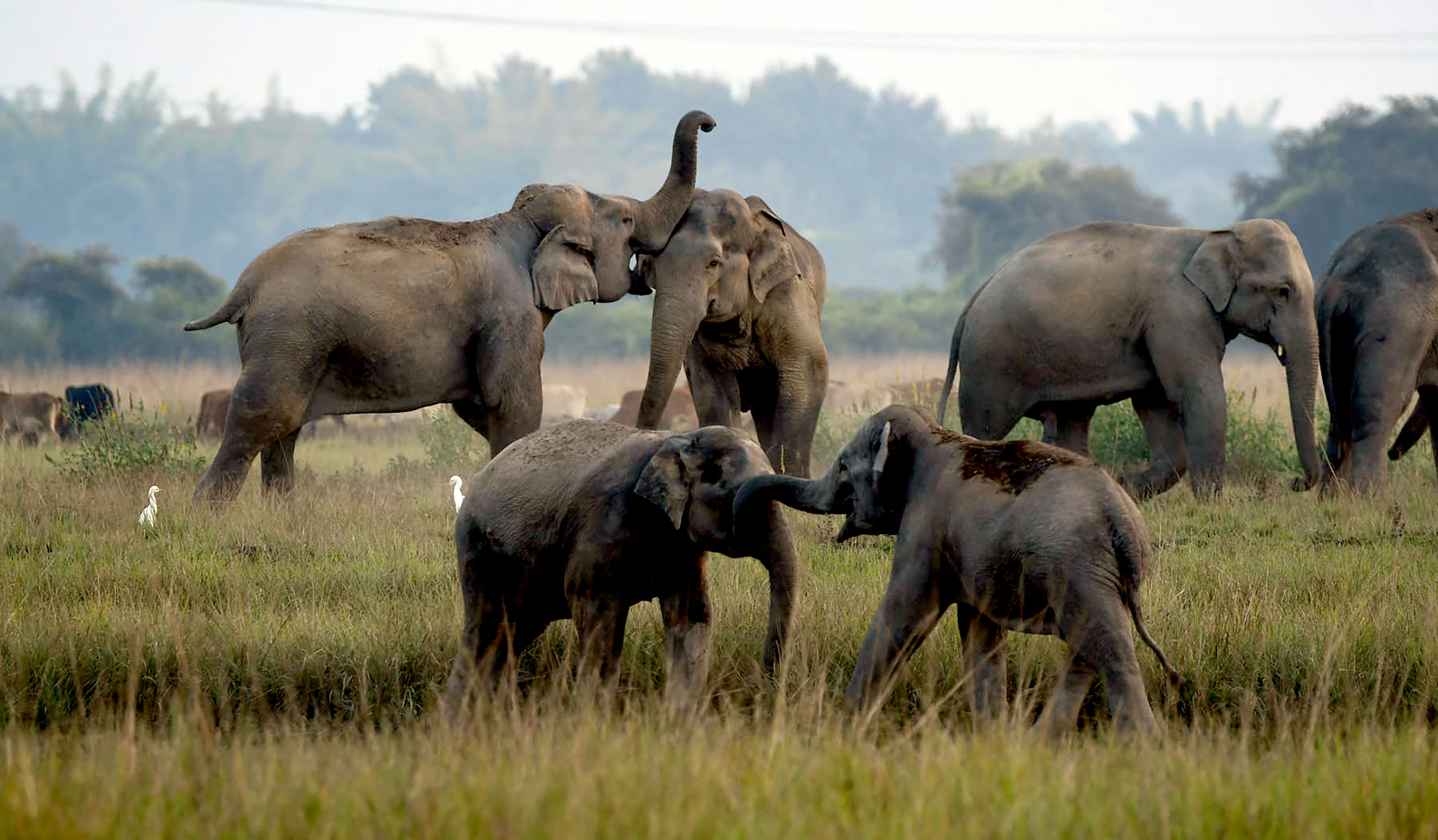 A herd of wild elephants are seen foraging near a village in Nagaon district of India's northeastern state of Assam, Nov. 25, 2022. (Str/Xinhua)