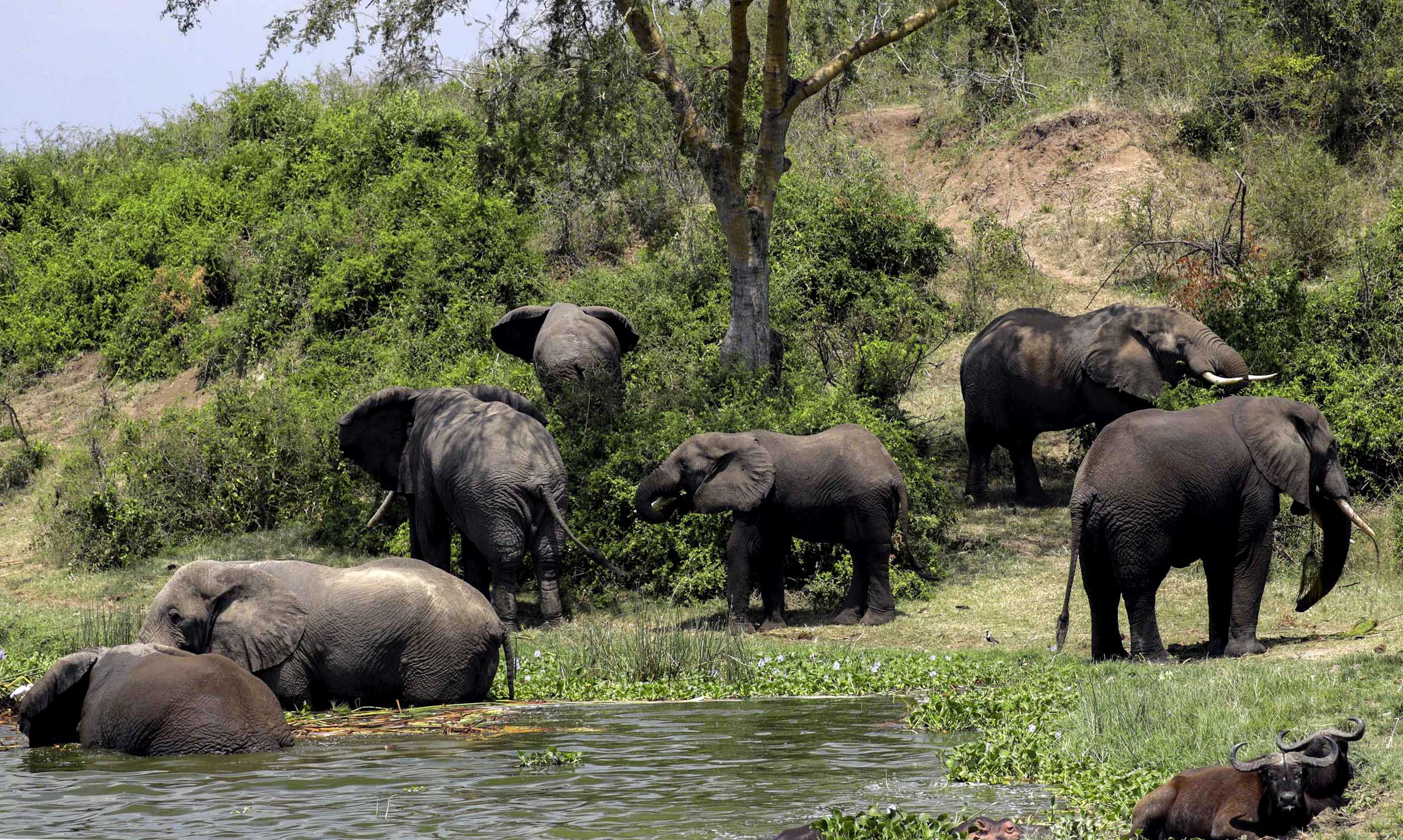  Elephants are seen at Queen Elizabeth National Park in Kasese, Western Uganda, March 2, 2023. (Photo by Hajarah Nalwadda/Xinhua)