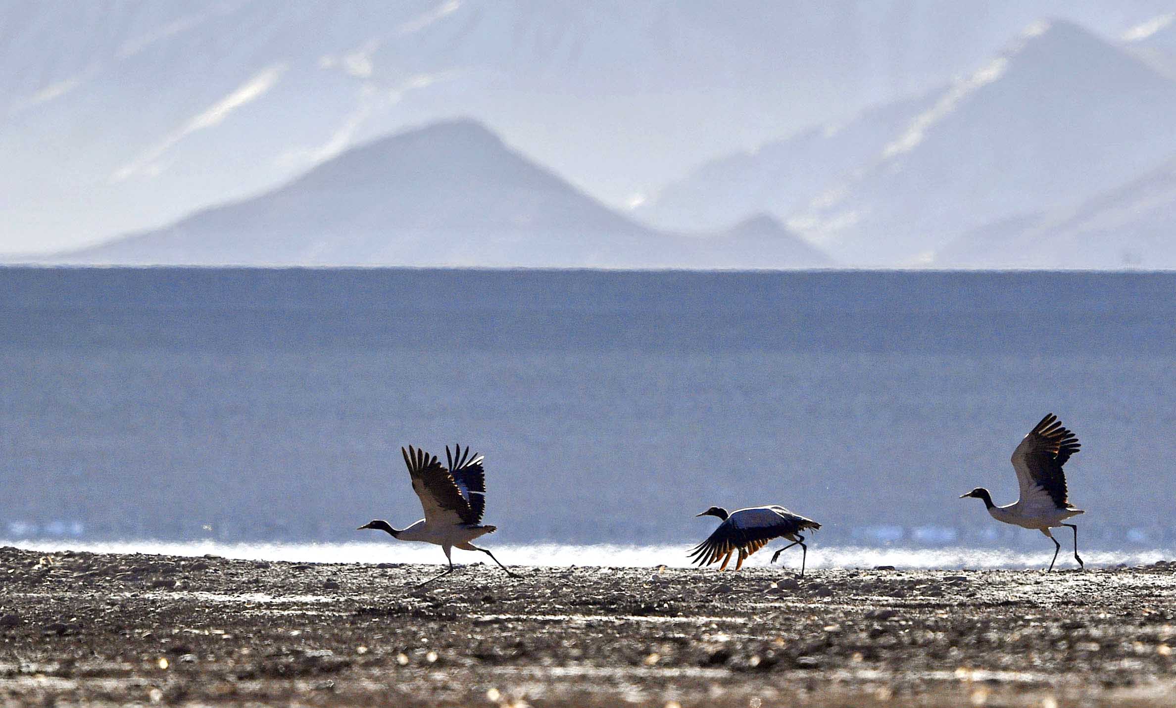 This photo taken on March 1, 2023 shows black-necked cranes in Lhunzhub County of Lhasa, southwest China's Tibet Autonomous Region.  Listed as a bird species under national first-class protection, black-necked cranes mainly inhabit plateaus, meadows, marshes, reed swamps, lakeside meadow swamps and river valley swamps at altitudes of 2,500-5,000 meters. Lhunzhub County in Tibet is one of the major wintering habitat of black-necked cranes.  The population of black-necked cranes in Tibet has surpassed 10,000, according to a report released last year by the regional department of ecology and environment. (Xinhua/Zhang Rufeng)