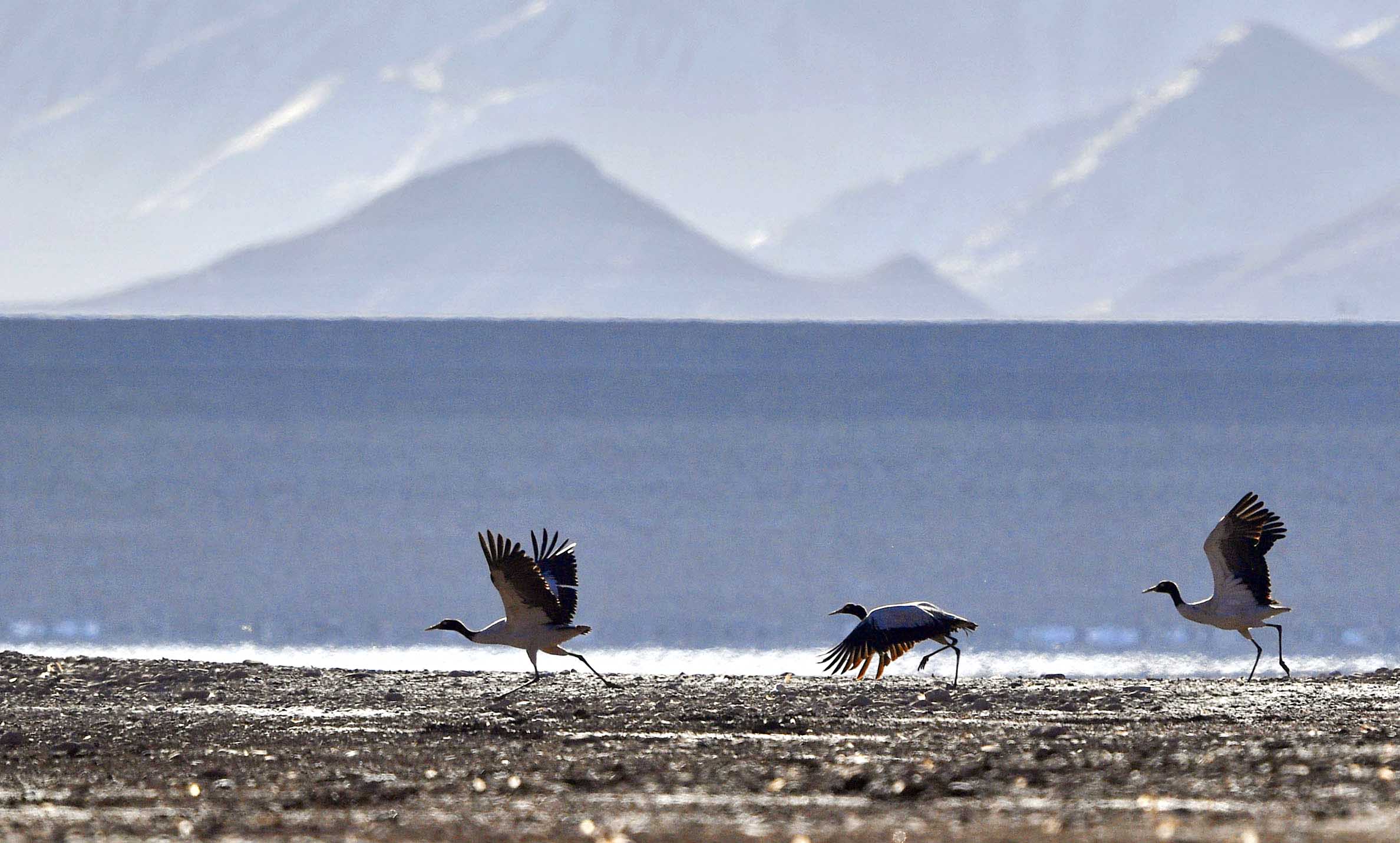 This photo taken on March 1, 2023 shows black-necked cranes in Lhunzhub County of Lhasa, southwest China's Tibet Autonomous Region.
  Listed as a bird species under national first-class protection, black-necked cranes mainly inhabit plateaus, meadows, marshes, reed swamps, lakeside meadow swamps and river valley swamps at altitudes of 2,500-5,000 meters. Lhunzhub County in Tibet is one of the major wintering habitat of black-necked cranes.
  The population of black-necked cranes in Tibet has surpassed 10,000, according to a report released last year by the regional department of ecology and environment. (Xinhua/Zhang Rufeng)