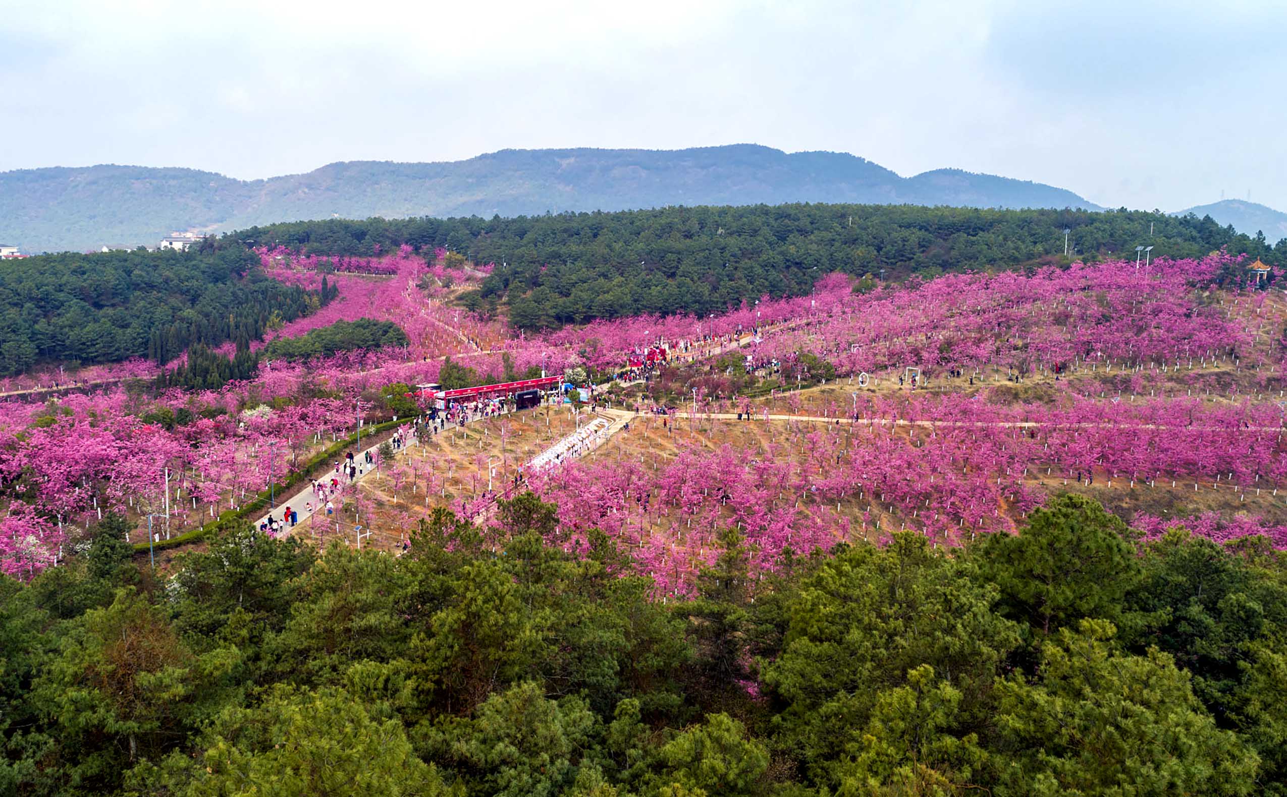  This aerial photo taken on March 5, 2023 shows a scenic area which features over 400 mu (about 26.7 hectares) of cherry blossoms in Malong District of Qujing City, southwest China's Yunnan Province. (Xinhua/Chen Xinbo)