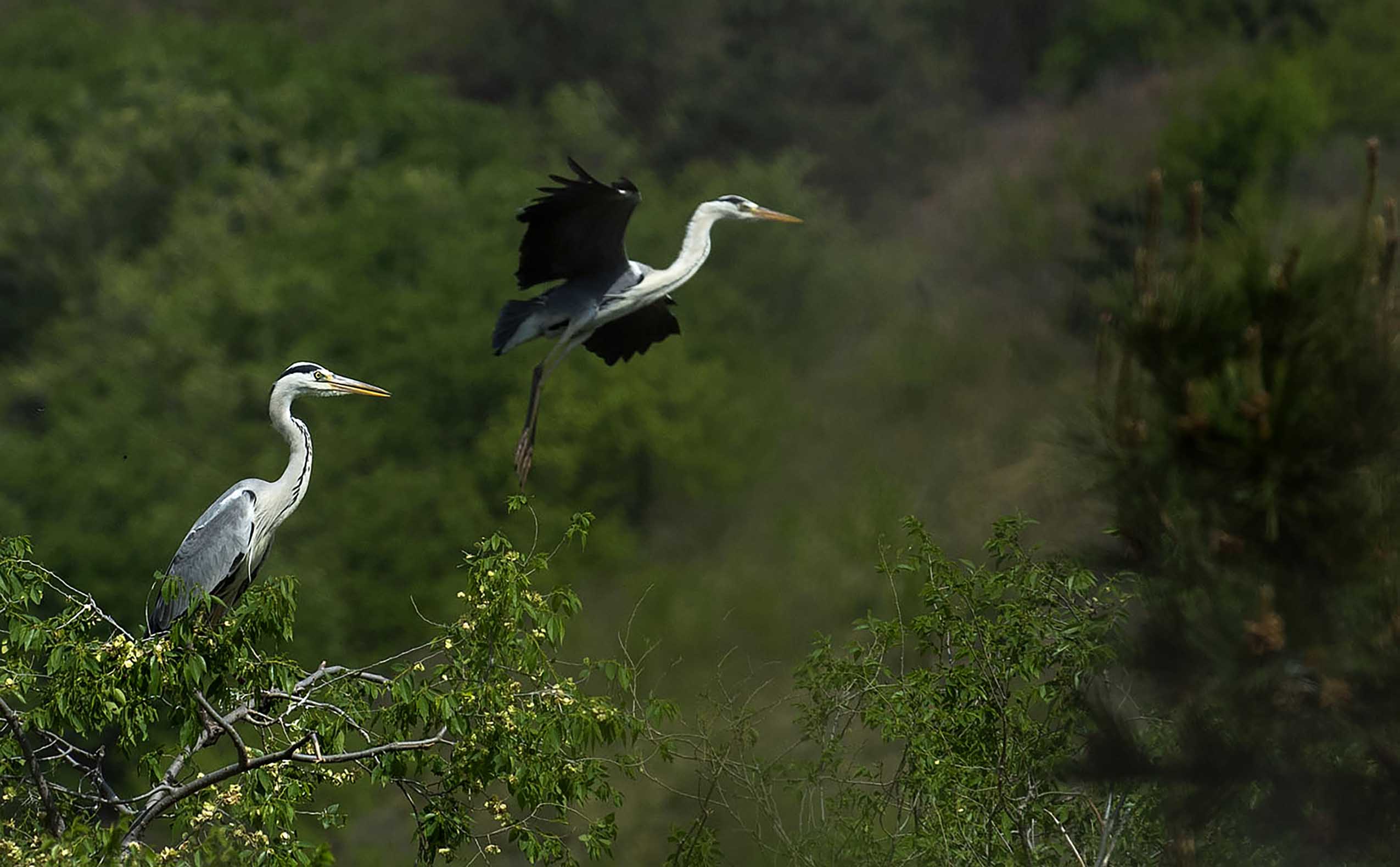 Herons are pictured at 