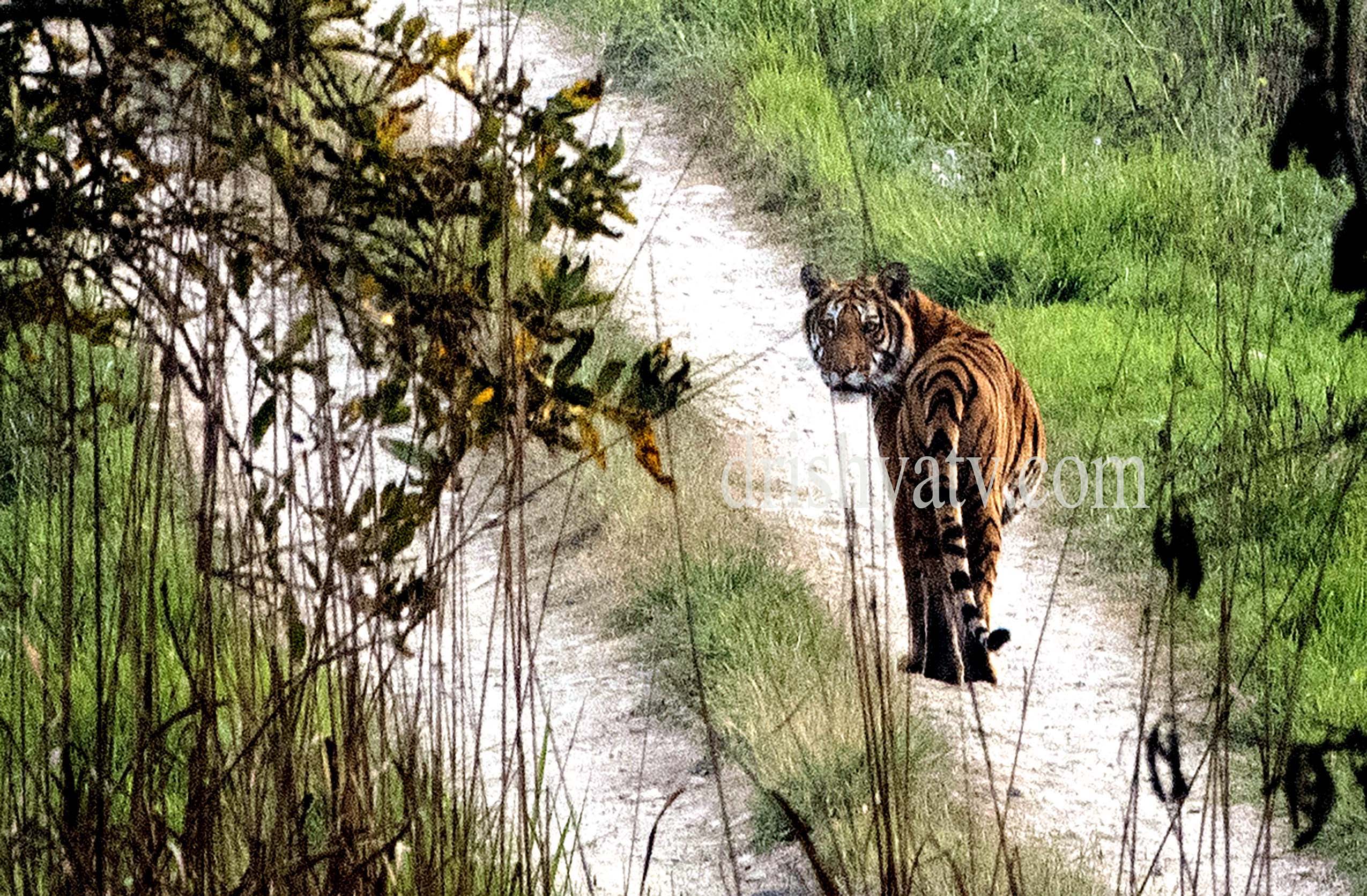 बर्दिया राष्ट्रिय निकुन्जको लम्कोइली फाँटमा आइतवार साँझपख देखिएको पाटे बाघ । यो निकुन्जमा चार वर्षमा ३८ वटा बाघ बढेकाछन् । यसलाई संसक्षण प्रेमीहरु र अन्तराष्ट्रिय समुदायहरुले उल्लेख्य उपलव्धि  मानेका छन् । तस्वीर: चन्द्रशेखर कार्की / दृश्यटीभी