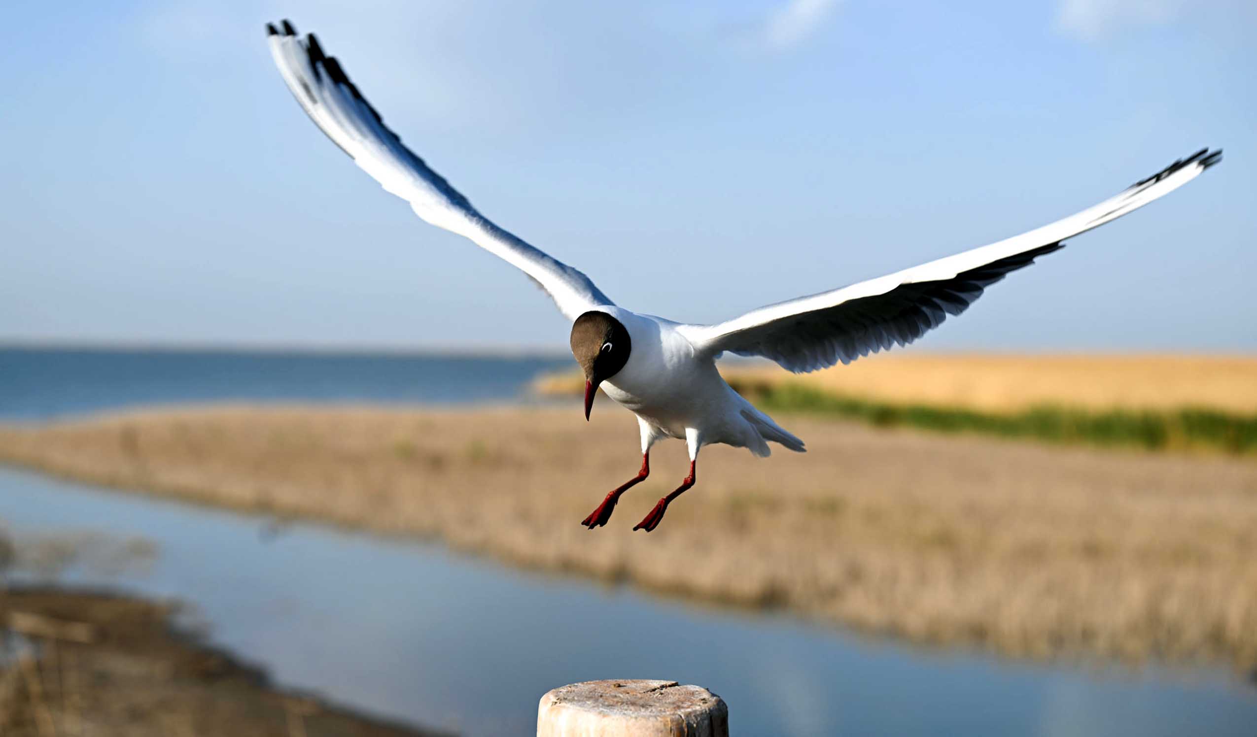 A relict gull flies over the Juyan Lake in Ejina Banner of Alxa League, north China's Inner Mongolia Autonomous Region, May 17, 2023. (Xinhua/Bei He)