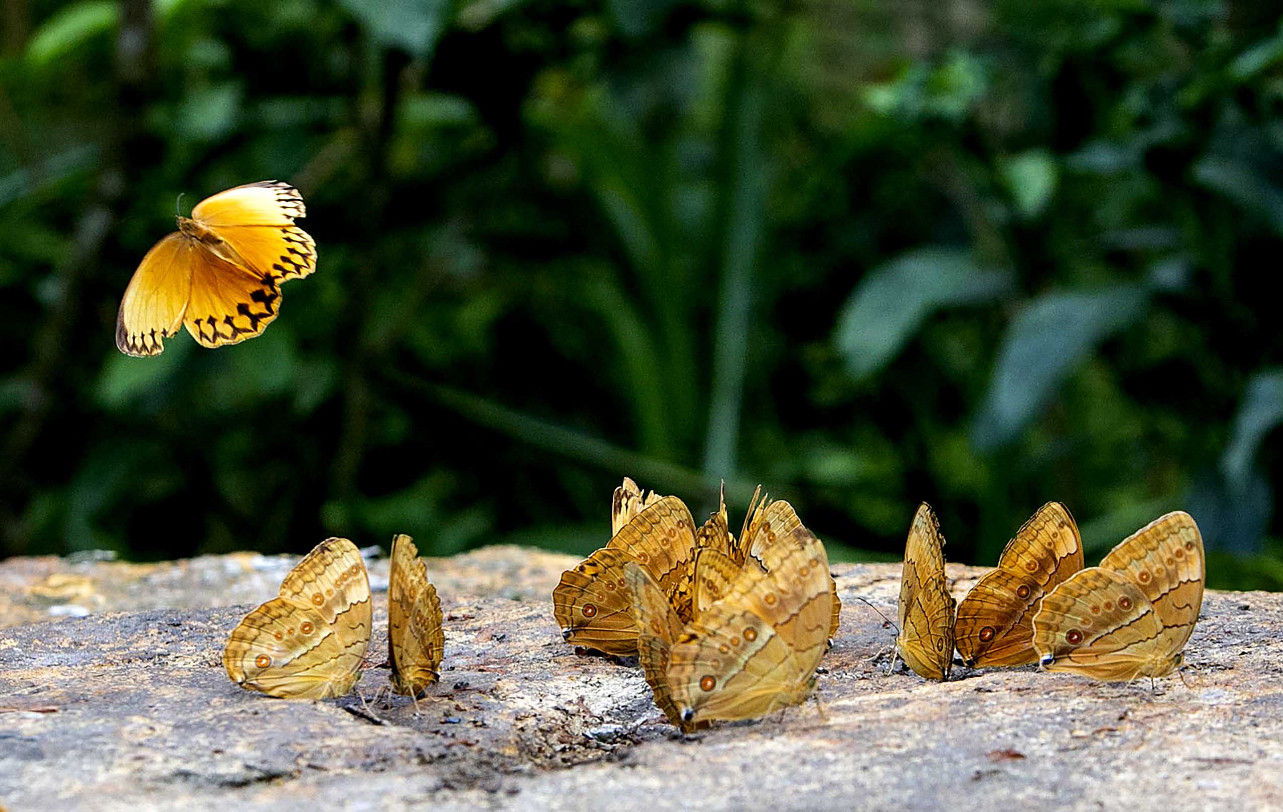  Butterflies are seen in the butterfly valley in Honghe Hani and Yi Autonomous Prefecture, southwest China's Yunnan Province, May 24, 2023. Tens of millions of butterflies have emerged from their chrysalises in the butterfly valley, presenting an astonishing sight.  TO GO WITH 