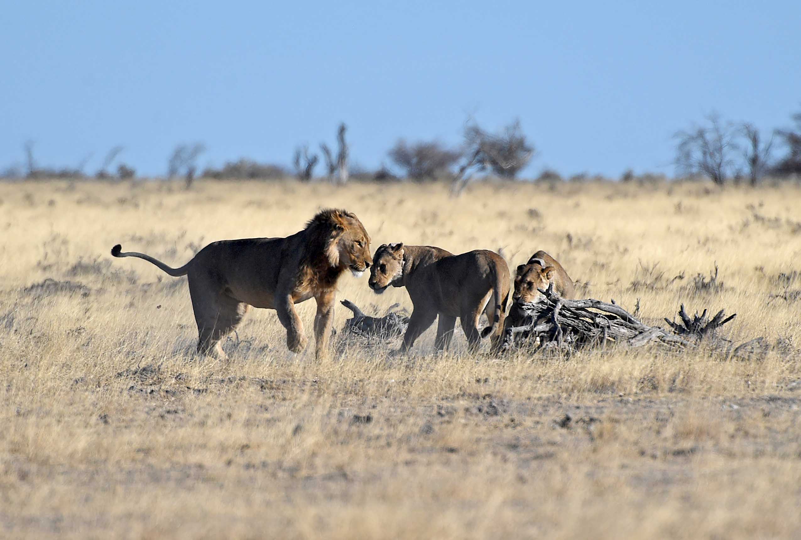  Lions are pictured at the Etosha National Park in northern Namibia, Aug. 15, 2022. The Namibian government is taking a proactive stance to protect and sustain its dwindling lion population in the northwestern part of the country, an official said on Monday. (Xinhua/Chen Cheng)