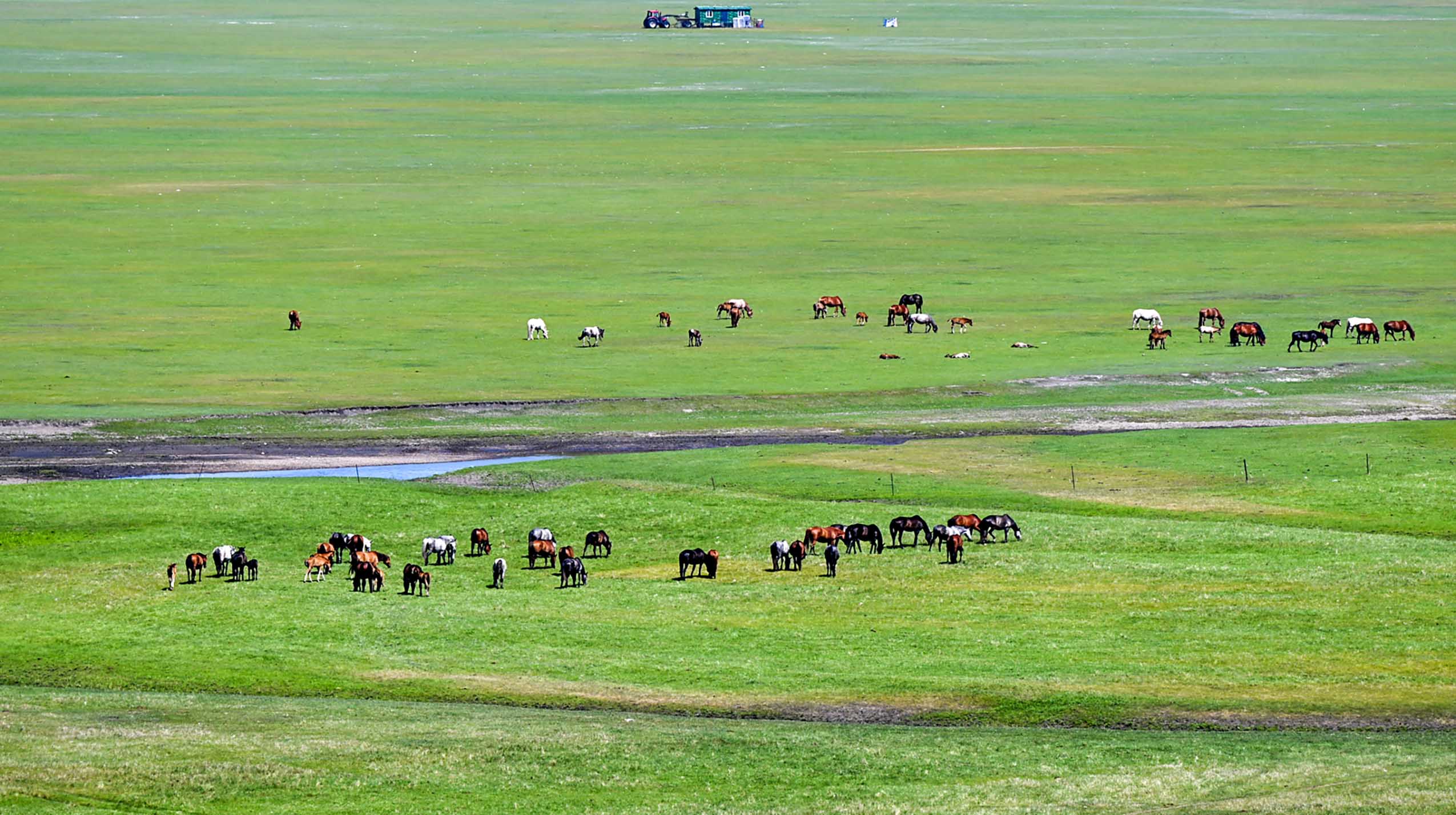 This photo taken on July 1, 2023 shows horses foraging on the grassland in Hulun Buir, north China's Inner Mongolia Autonomous Region. (Xinhua/Lian Zhen)