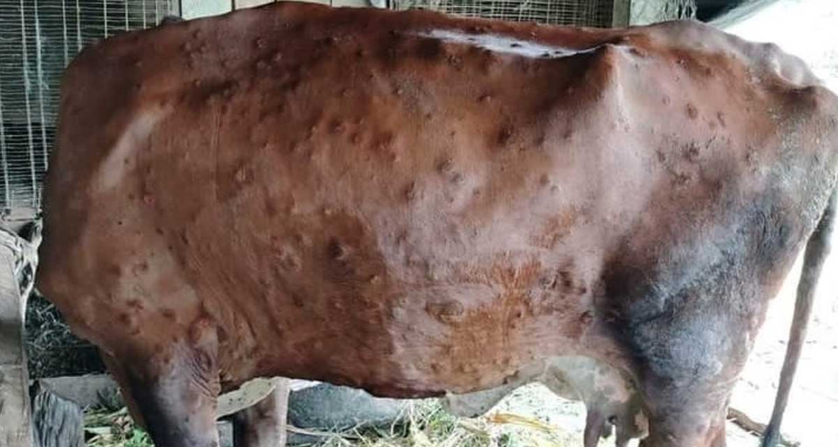‘लम्पी स्किन’बाट काभ्रेमा छ सय ८१ पशु मरे