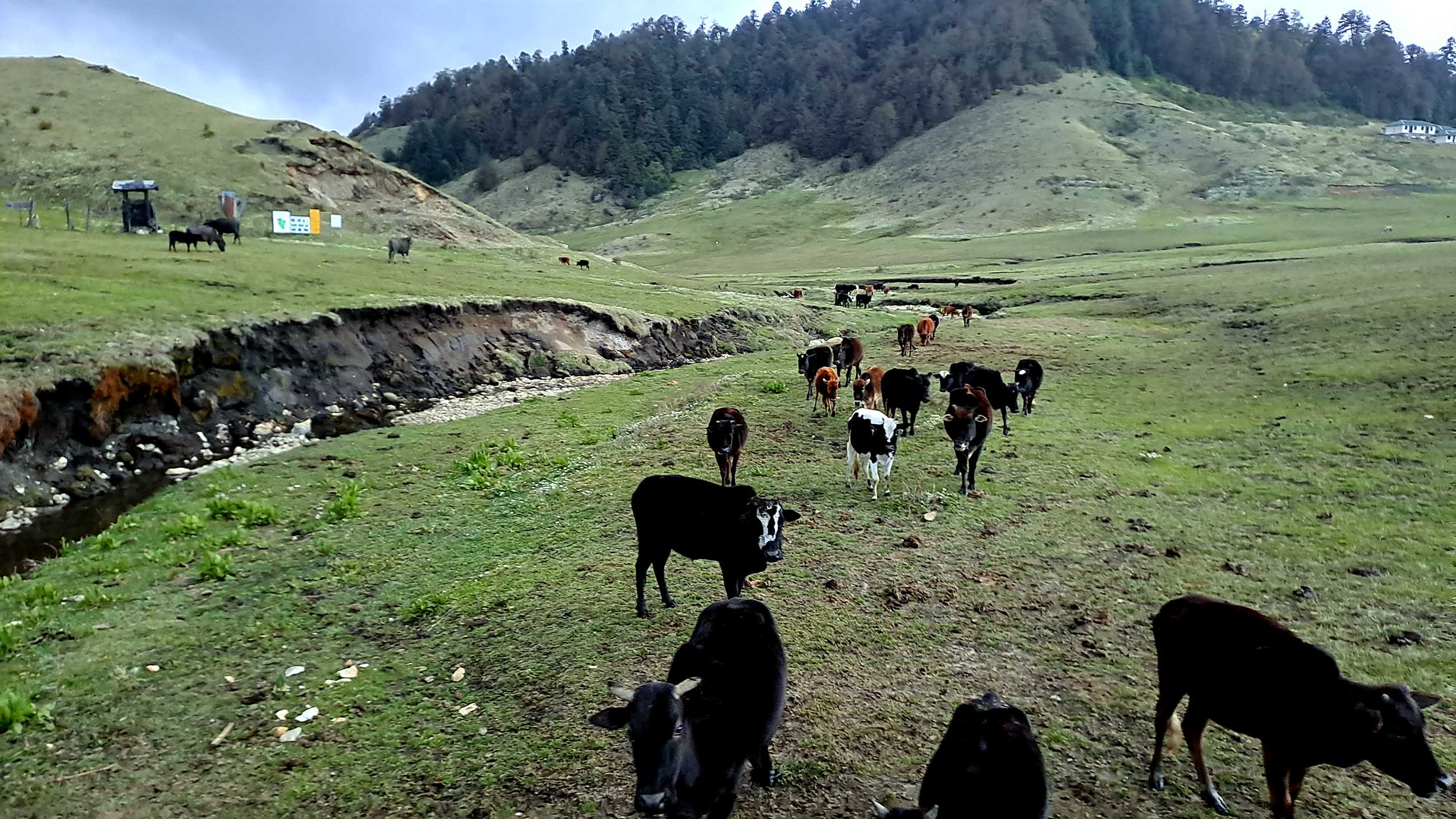 khaptad