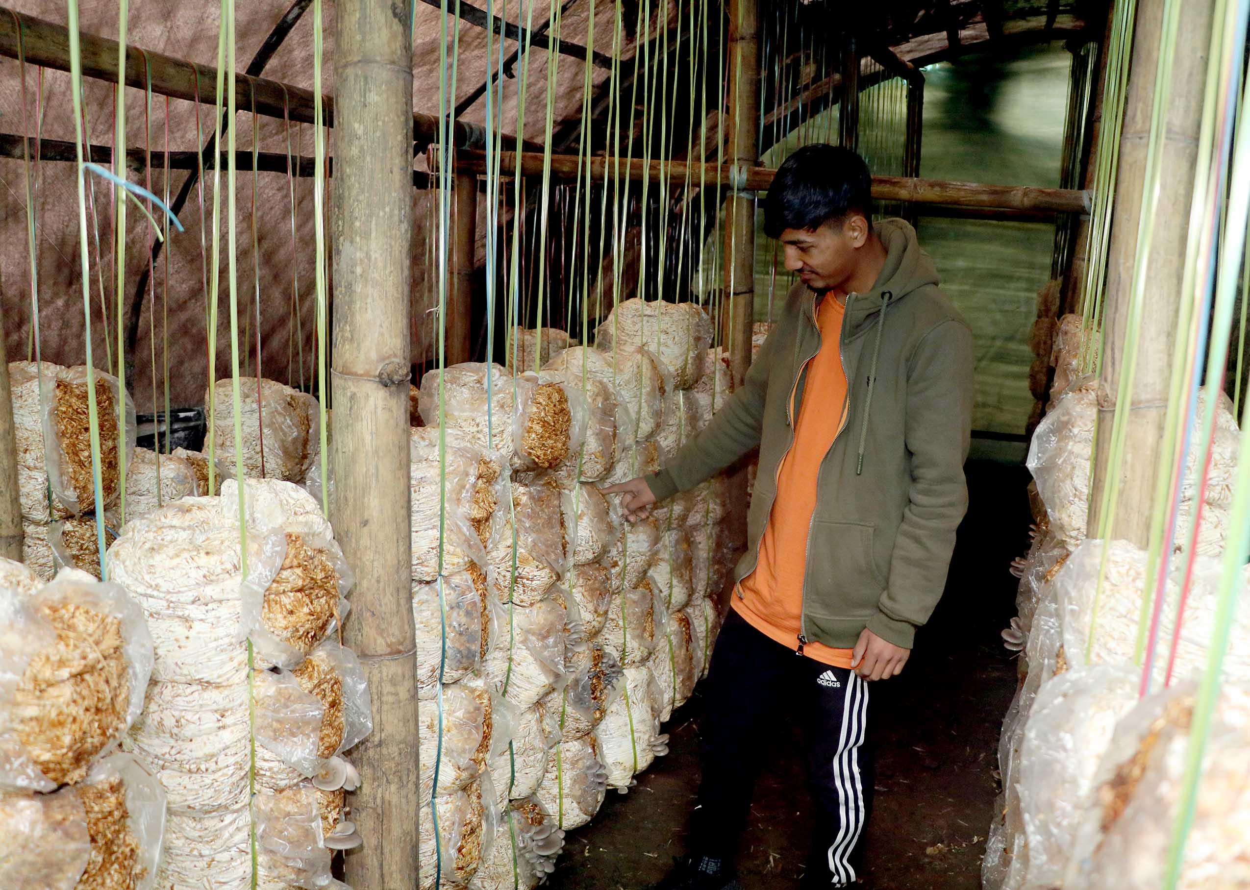 च्याउ खेतीबाट मासिक दुई लाख कमाउँदै निखिल