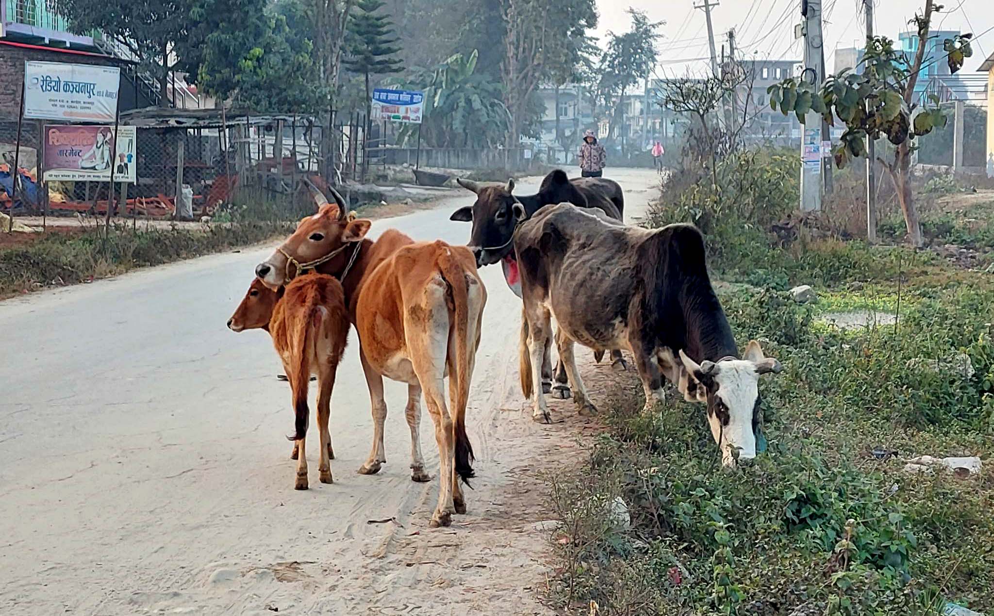 कराडौ खर्च हुँदा पनि छाडा पशुको दिगो व्यवस्थापन भएन