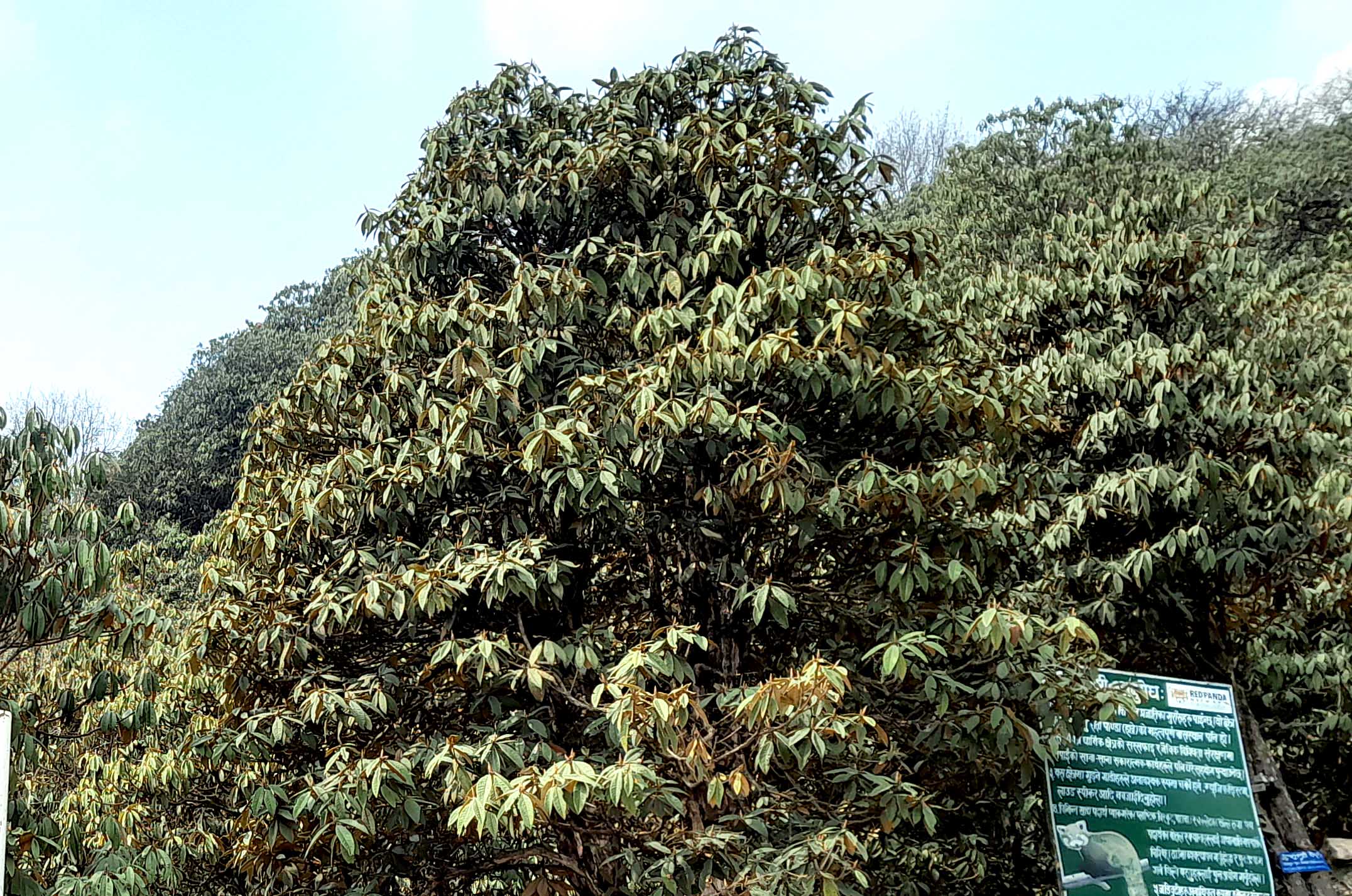 परेन पानी, फुलेन गुराँस