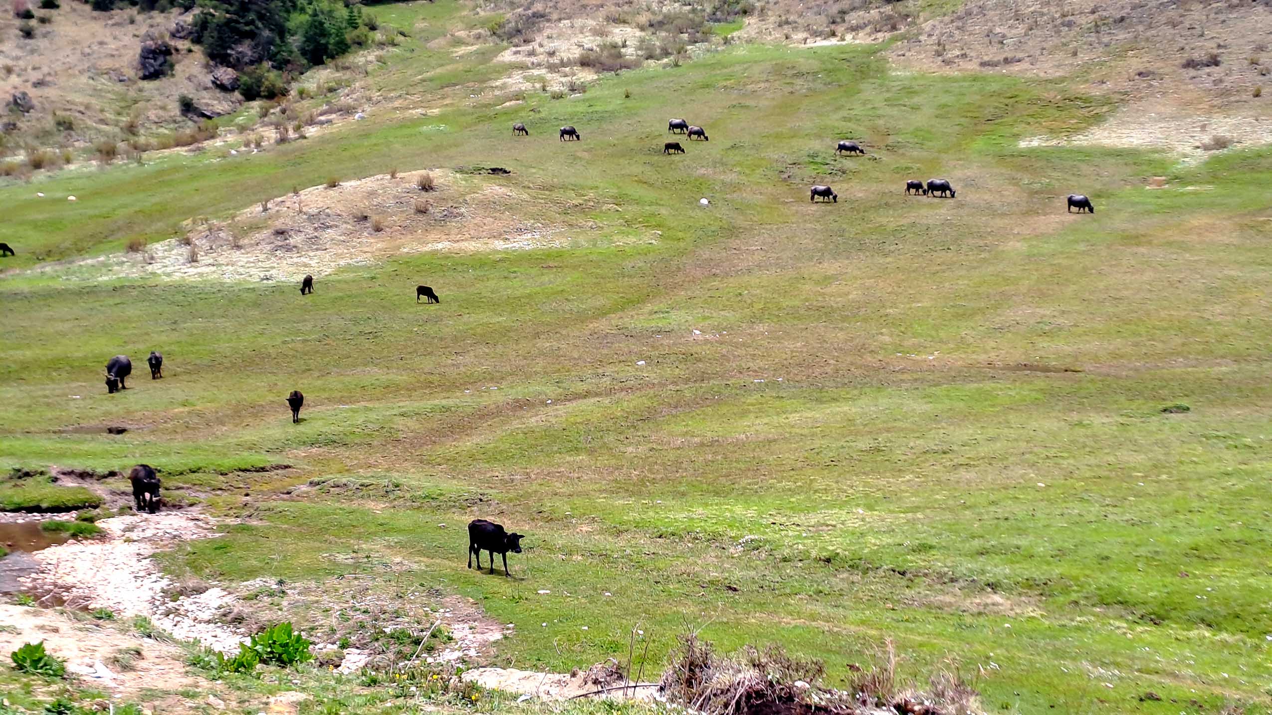 khaptad