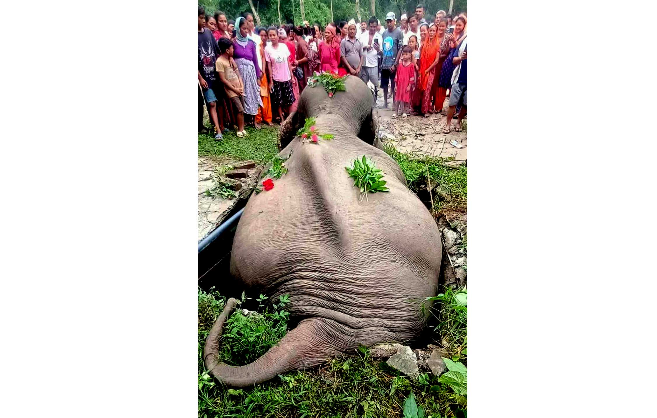 सेफ्टी ट्याङ्कीमा परेर जङ्गली हात्तीको मृत्यु