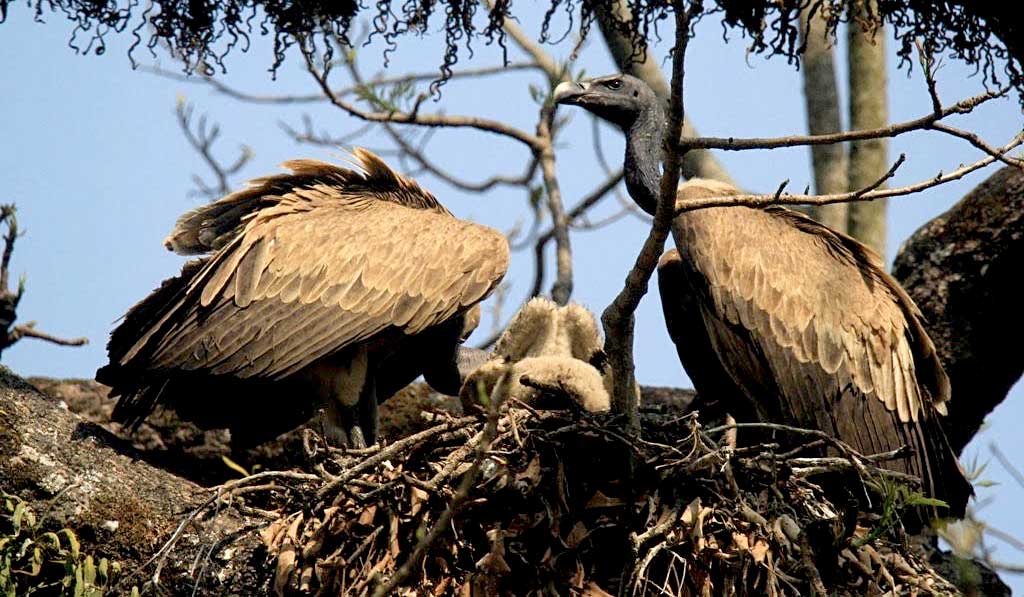 गिद्धका लागि वासस्थान गम्भीर चुनौती बन्दै