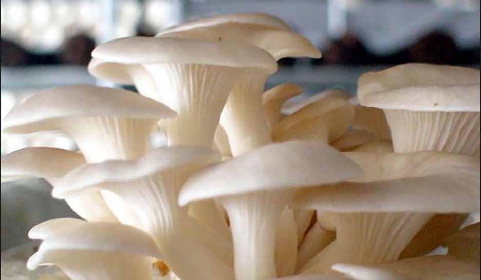 विदेश छाडेर नेपालमै च्याउ खेती