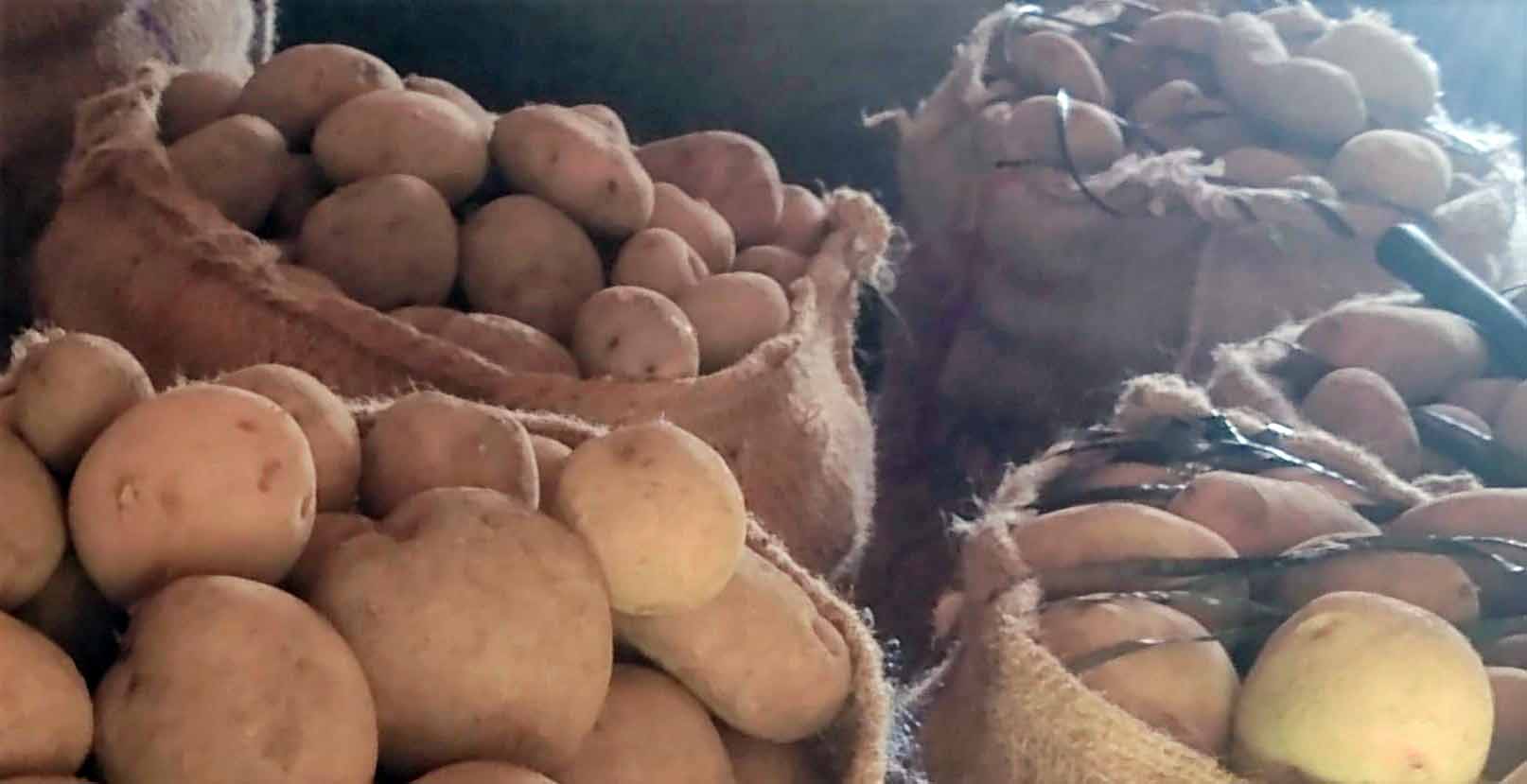 रामेछापमा ६० करोड बढीको आलु उत्पादन