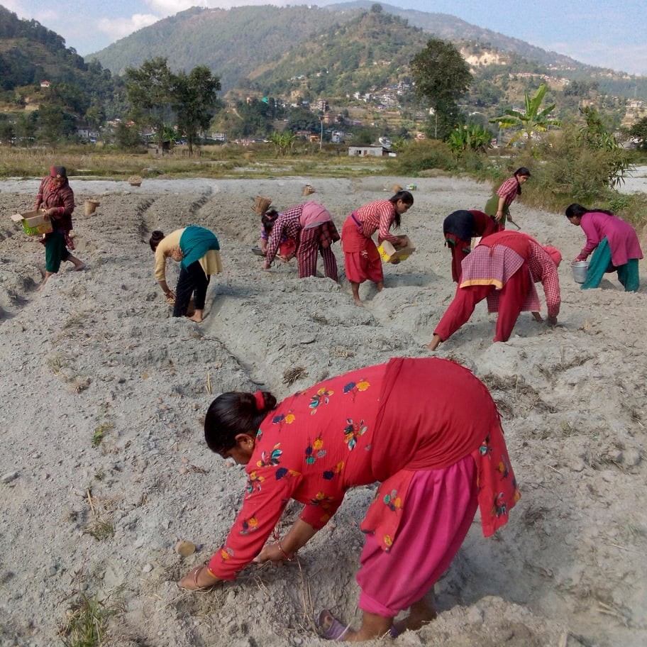 कोइरालटारमा सामूहिक आलुखेती