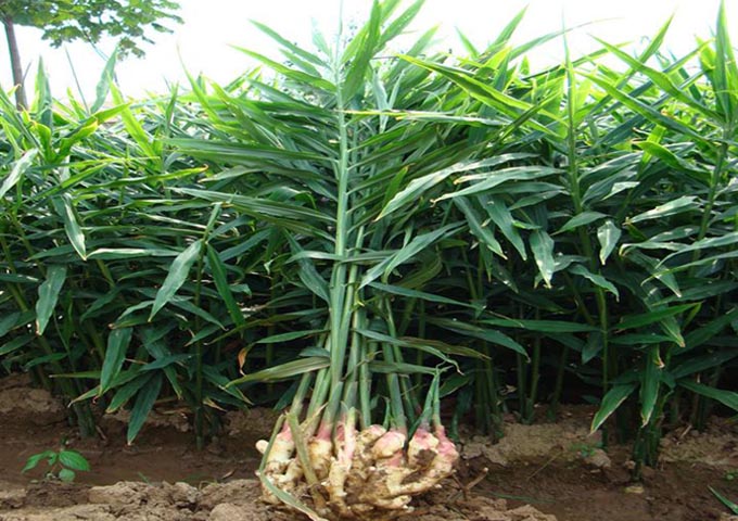 अदुवा खेतीतर्फ किसानको आकर्षण बढ्दै