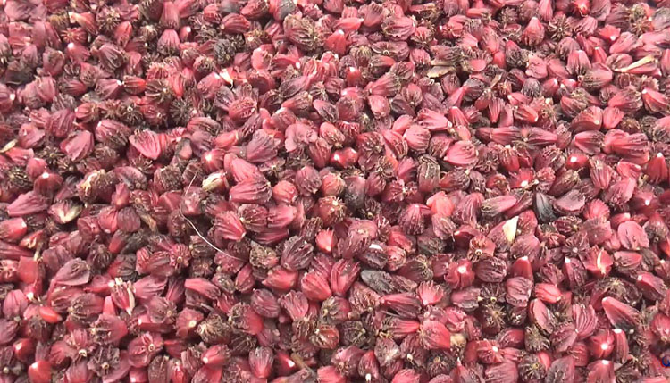 चाडबाडमा अलैँची टिप्न व्यस्त किसानलाई उचित बजार मूल्यको चिन्ता