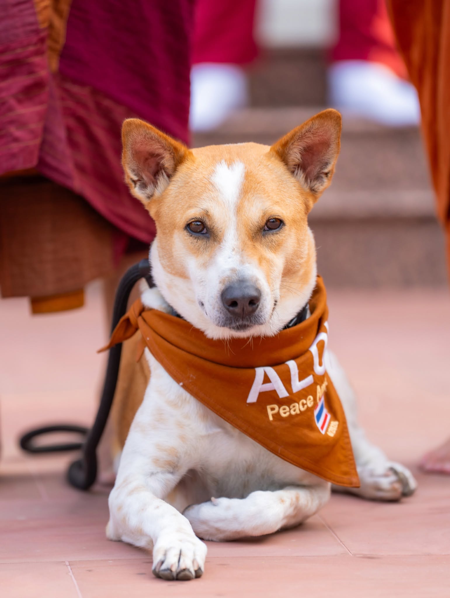 ALOKA-a peace dog ALOKA-a peace dog