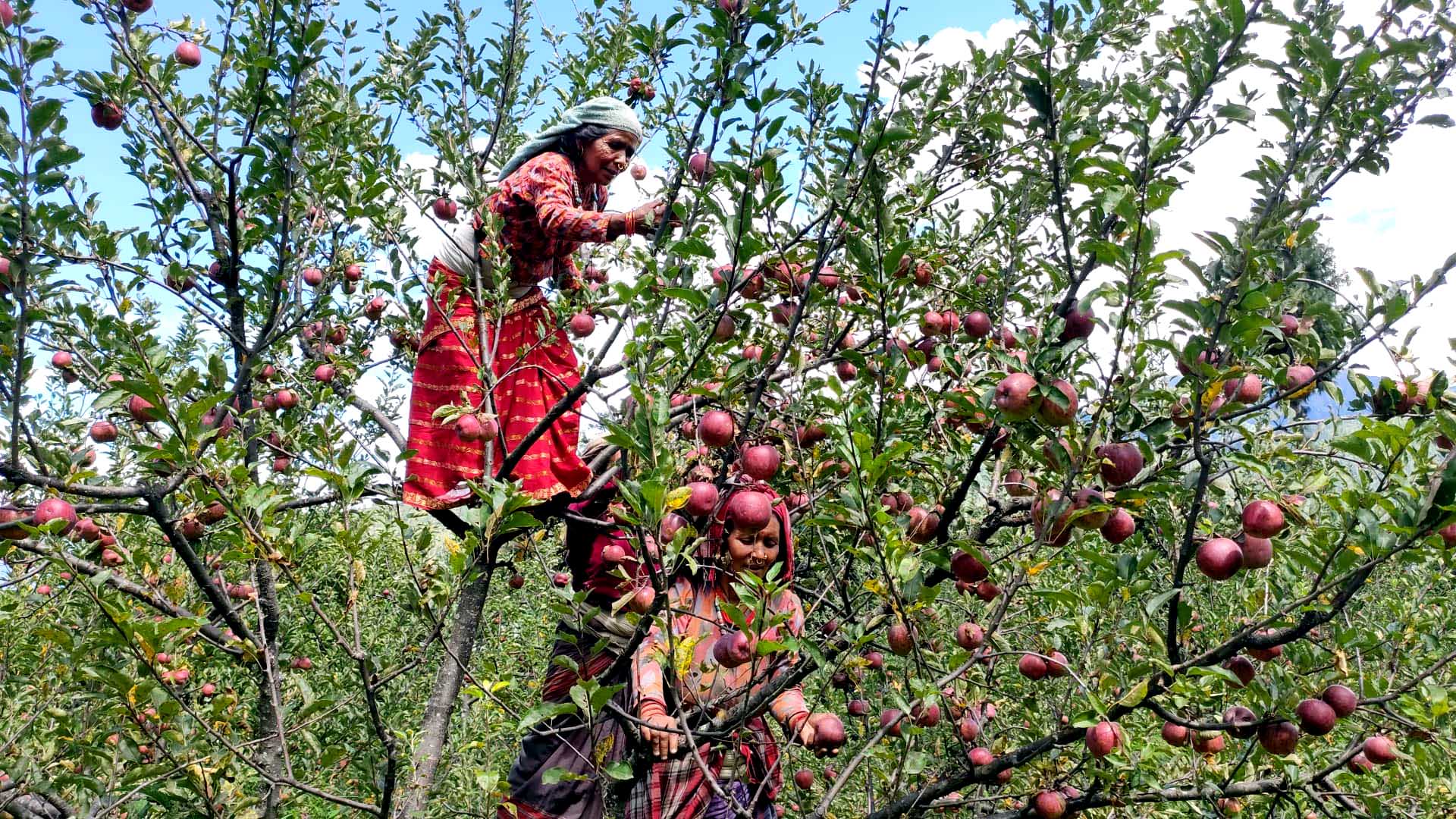 मुगुका किसानलाई स्याउ टिप्न चटारो