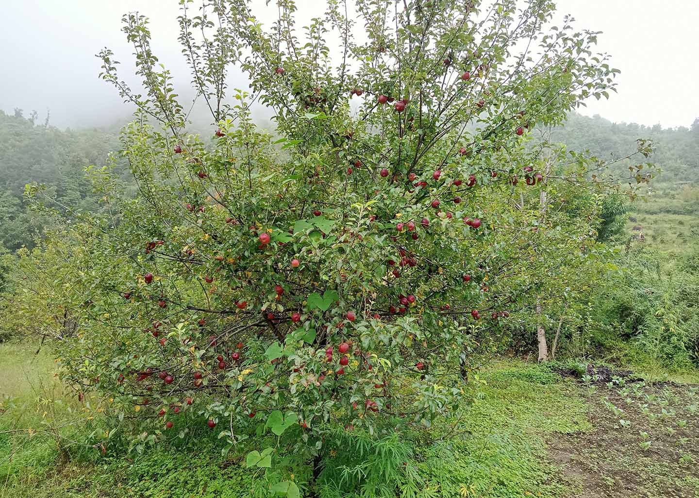 स्याउमा रोग लाग्दा किसान चिन्तित