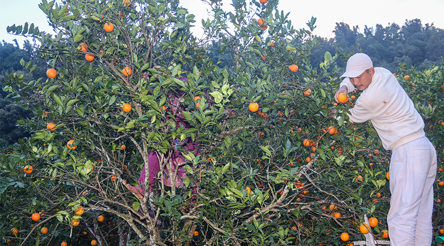 सिन्धुलीमा जुनार प्रवद्र्वन मेला, राष्ट्रिय तथा अन्तर्राष्ट्रिय बजारमा चिनाउने लक्ष्य