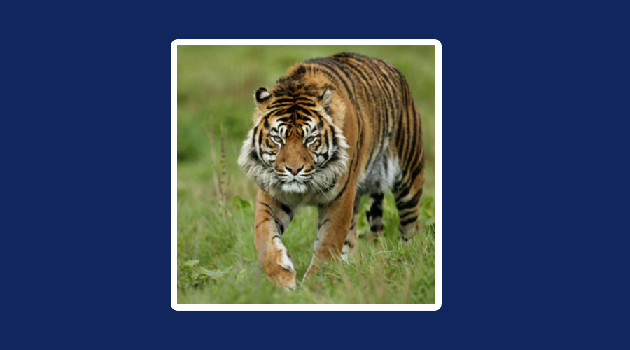 बाघको आक्रमणबाट एकको