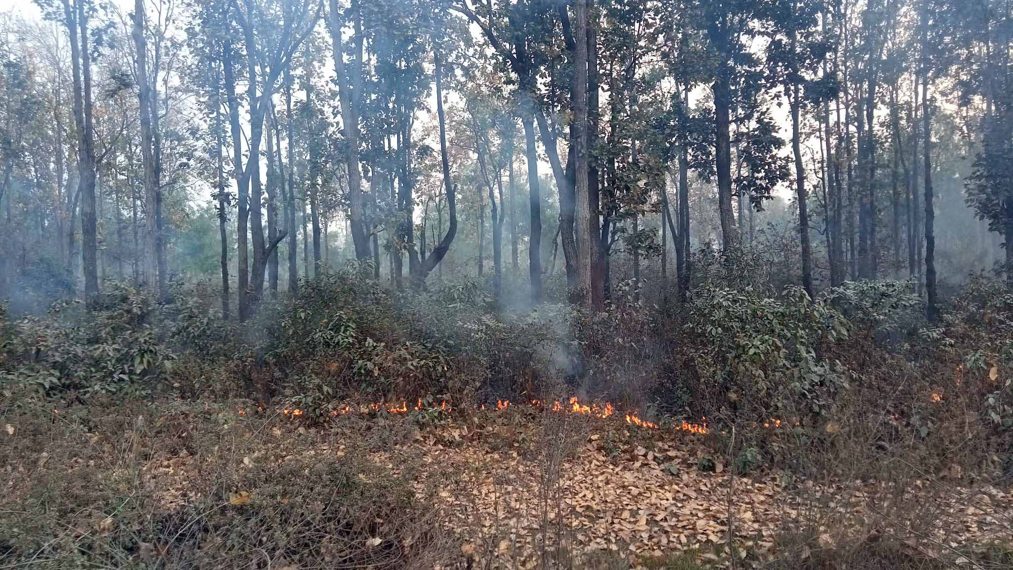 डढेलोको असरले चराचुरुङ्गी र वन्यजन्तुको चहलपहलमा कमि