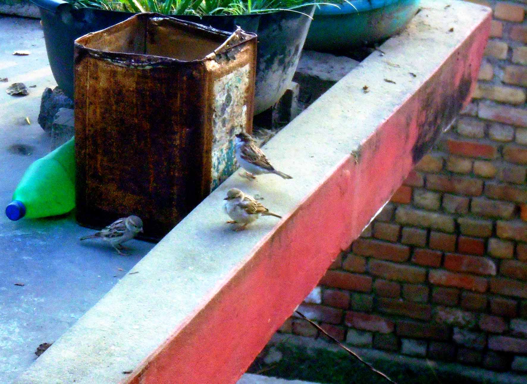 कता हराए चिरबिर गर्ने भँगेरा ?