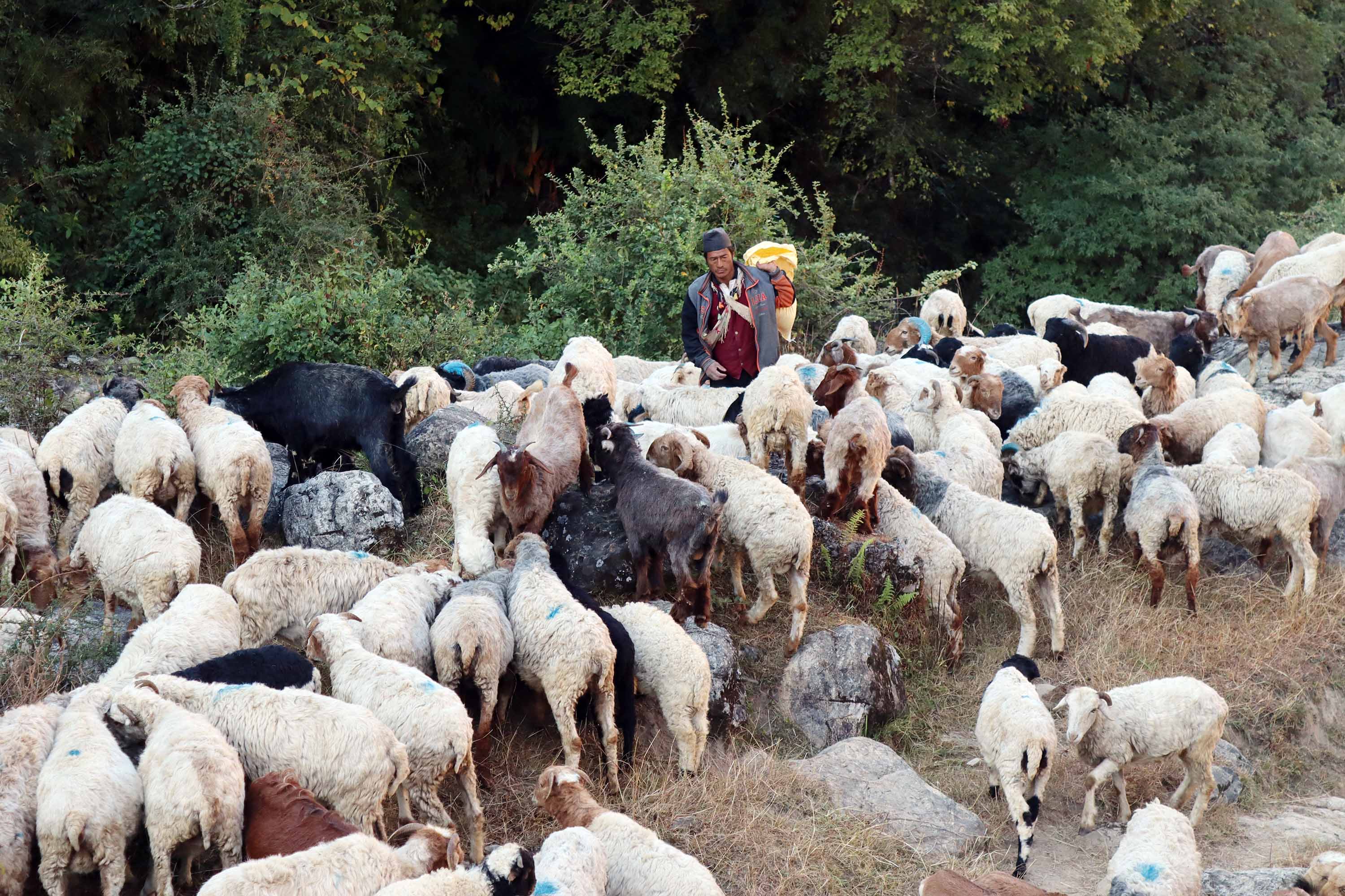 जीवन जङ्गलमै बित्छ भेडा गोठालाको