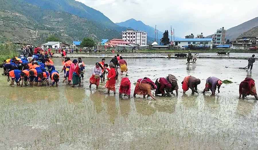 जुम्ली किसानलाई मार्सी धान रोपाइँकाे चटाराे