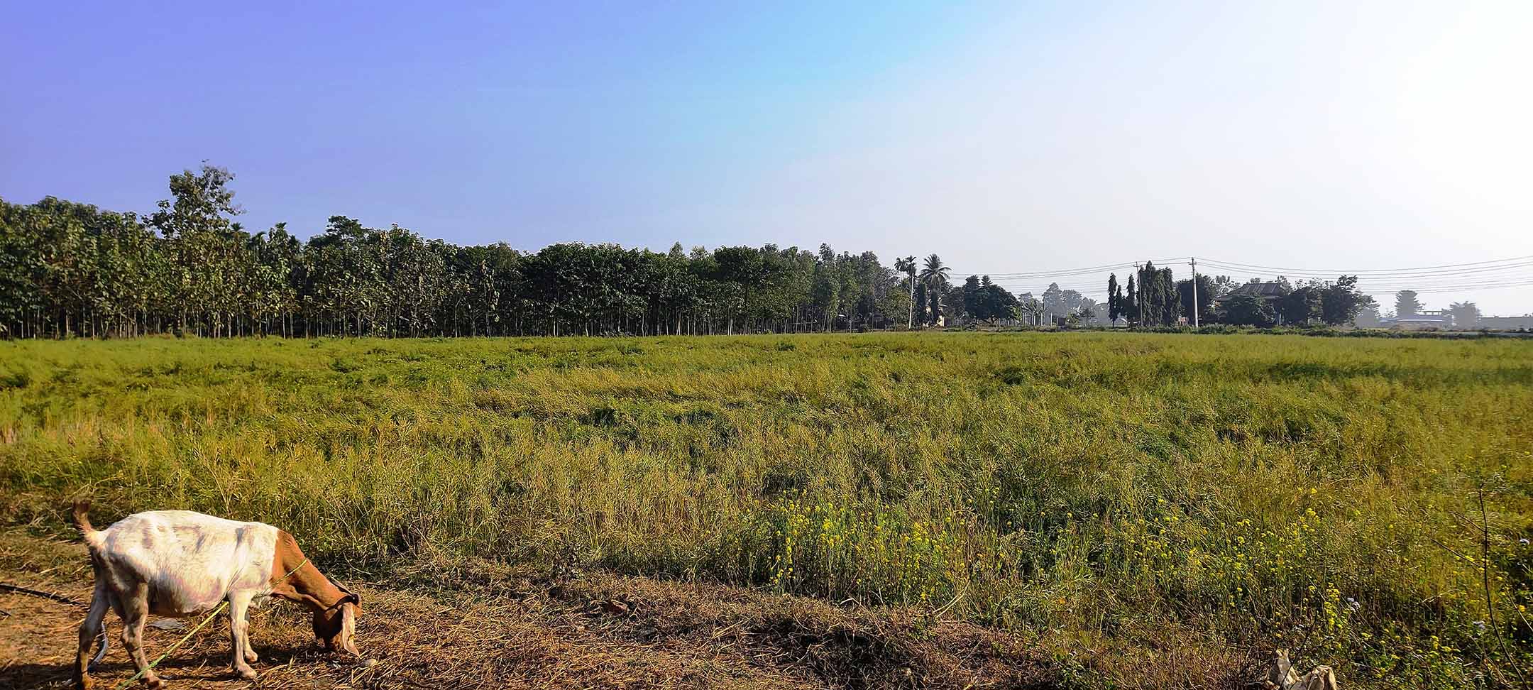 तोरीखेतीमा कृषकको आकर्षण