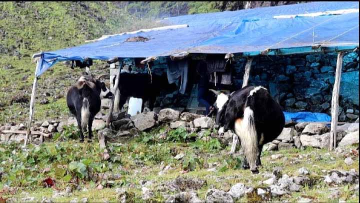 बीमा र अनुदानले चौँरीपालक किसान उत्साहित