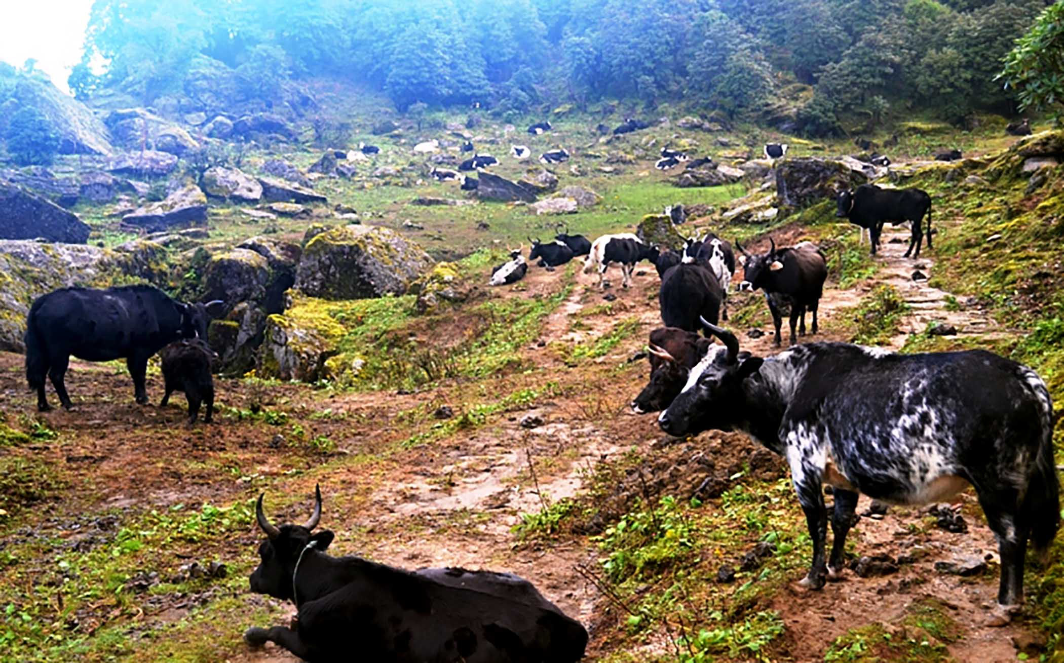 जीवन धान्न नौ महिना चौँरी खर्कको बास