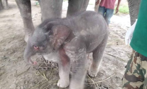 सरस्वती र लोकतन्त्र कलीले जन्माइन् बच्चा