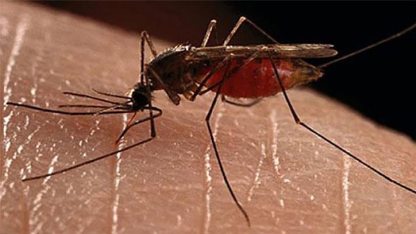 dengue-dhaka_20190813152209