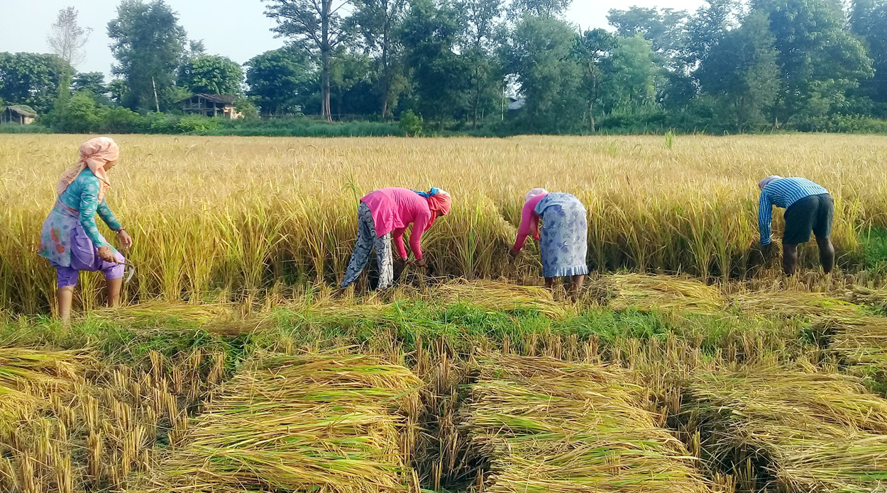 घरदैलोमा उम्मेदवार, स्थानीयवासीलाई धान काट्ने चटारो