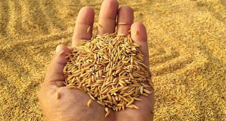 मधेसमा तोकियो धानको न्यूनतम समर्थन मूल्य