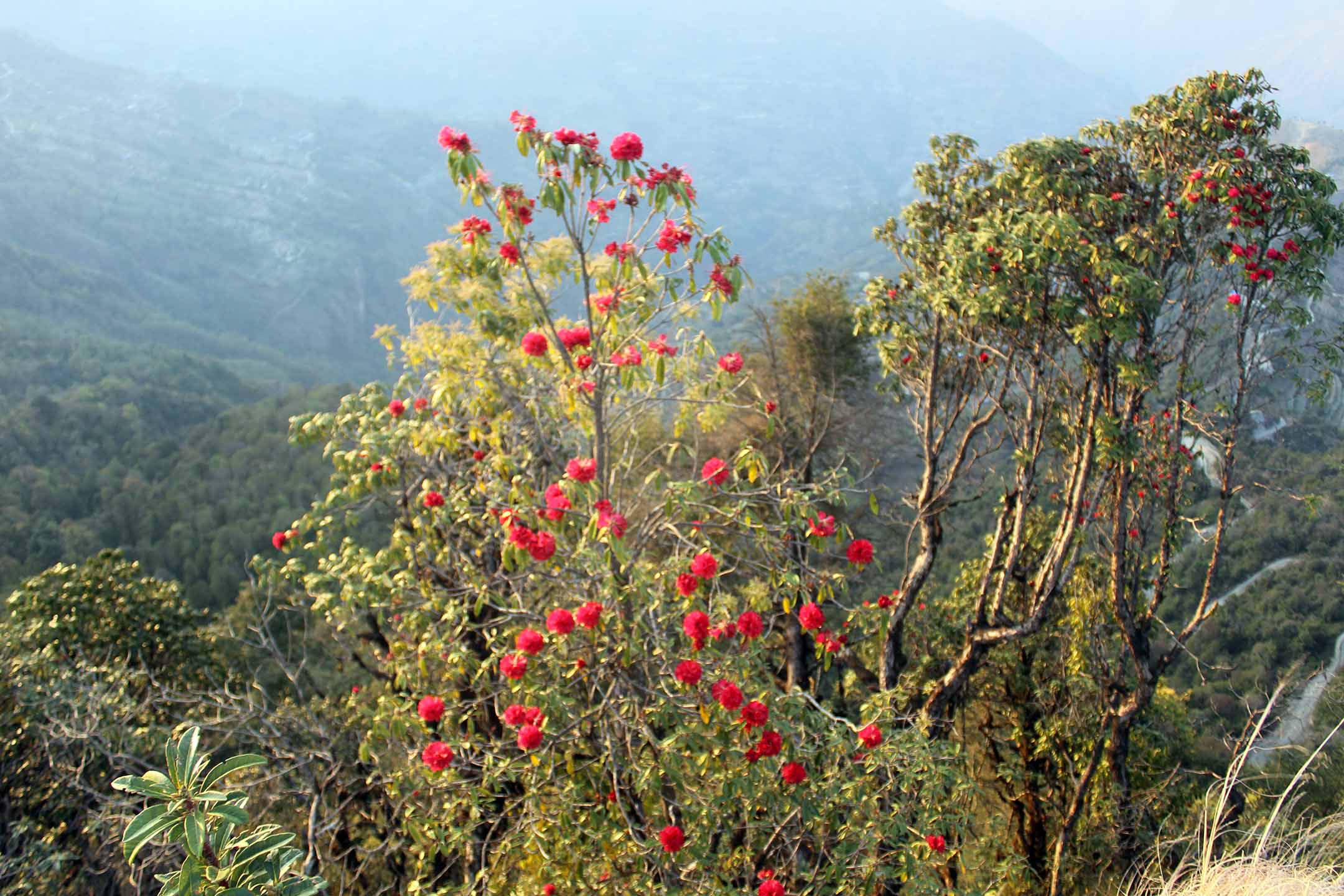 चैतमै निख्रियो लालीगुराँस