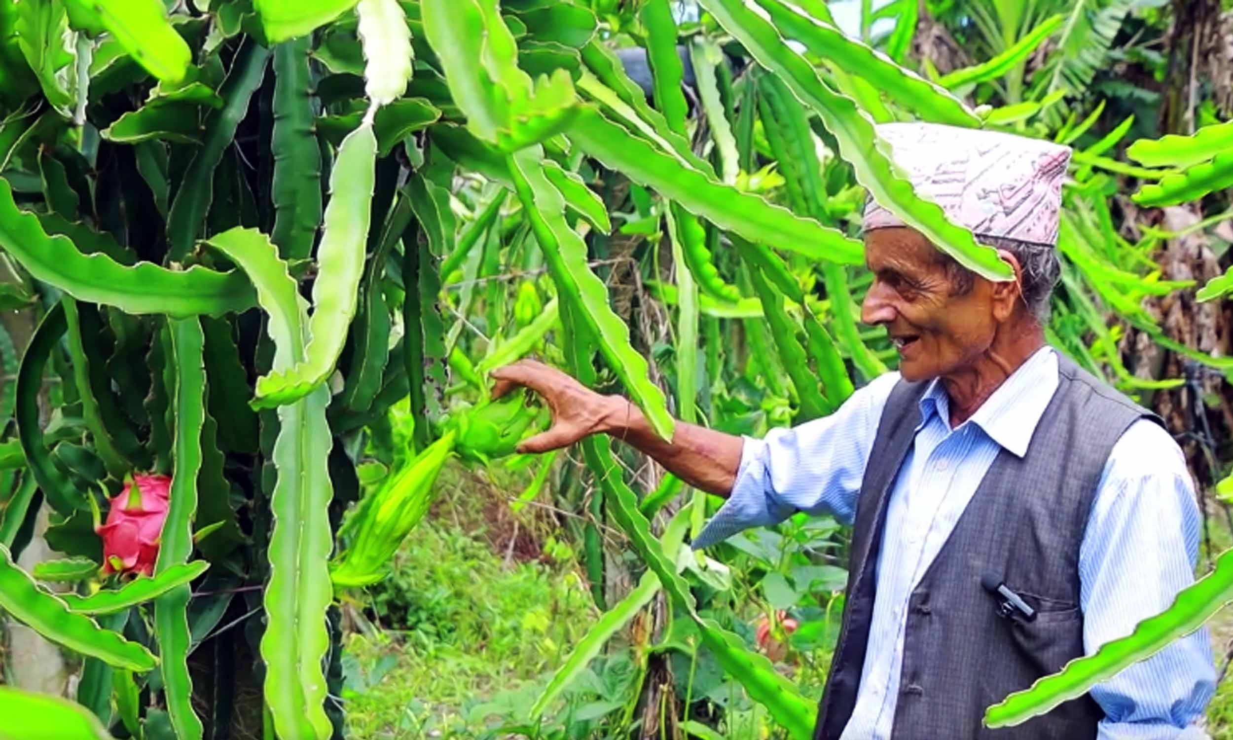 ड्रागन खेतीमा रमाउँदै पूर्व शिक्षक