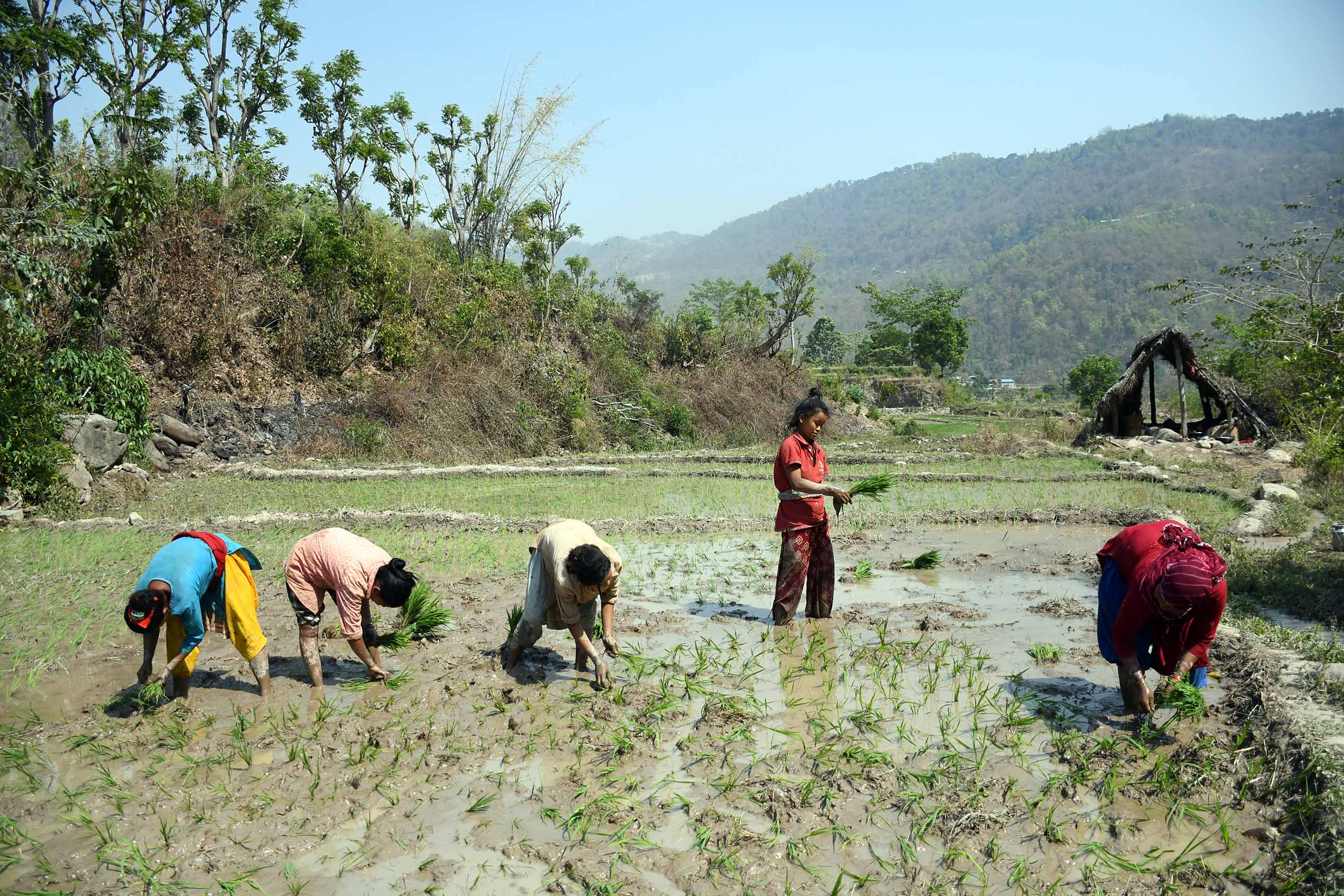 चैते धानप्रति किसानको बढ्दो आकर्षण