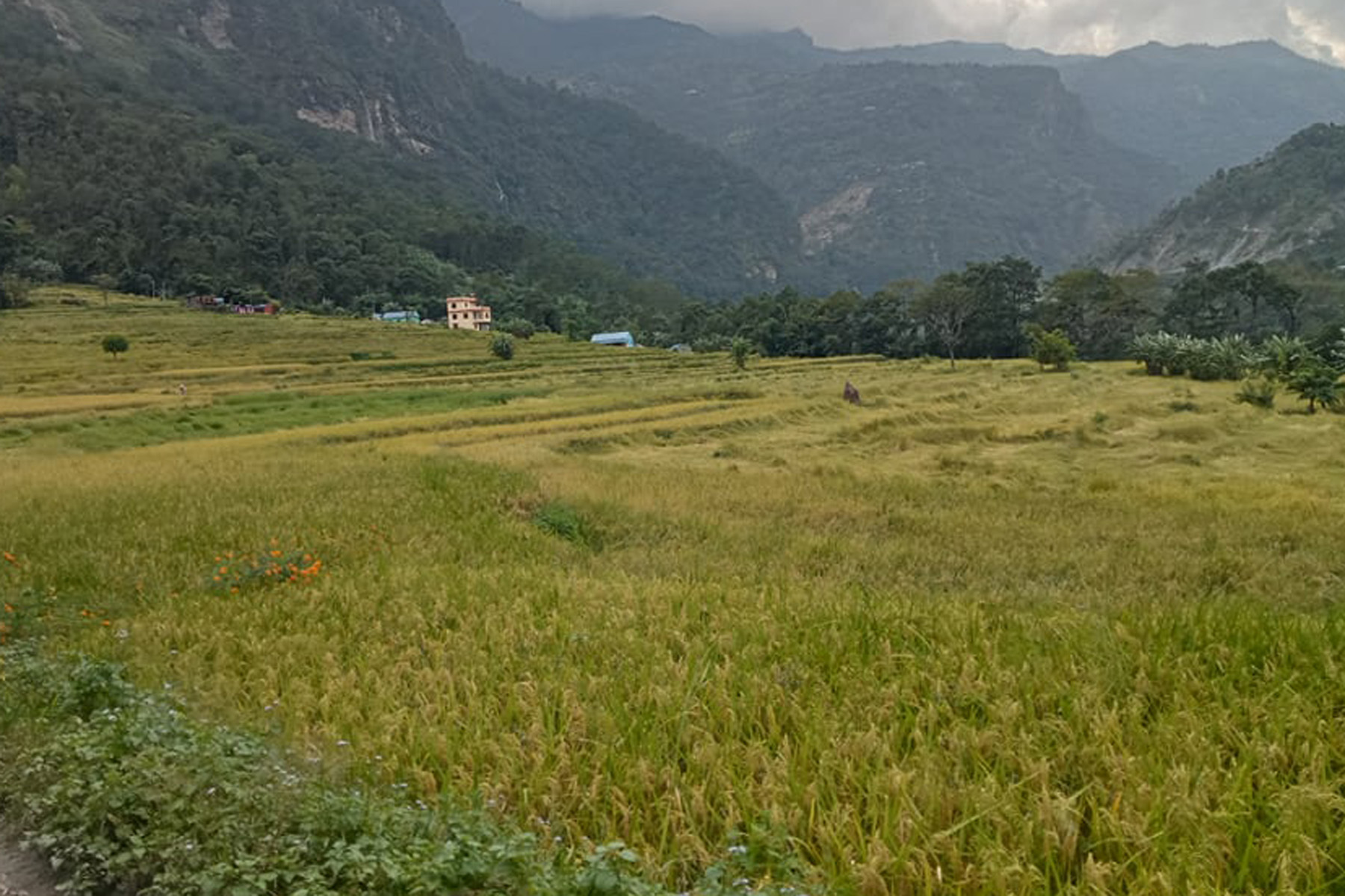 वर्षाले गुल्मीमा डेढ करोडको धानबाली क्षति