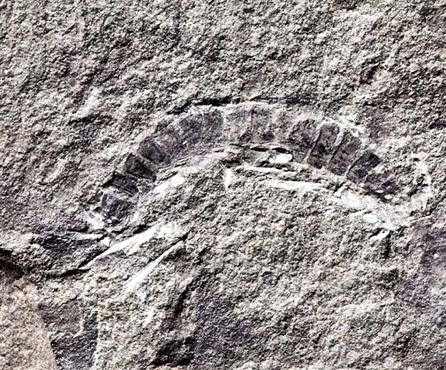 fossil1591610136961